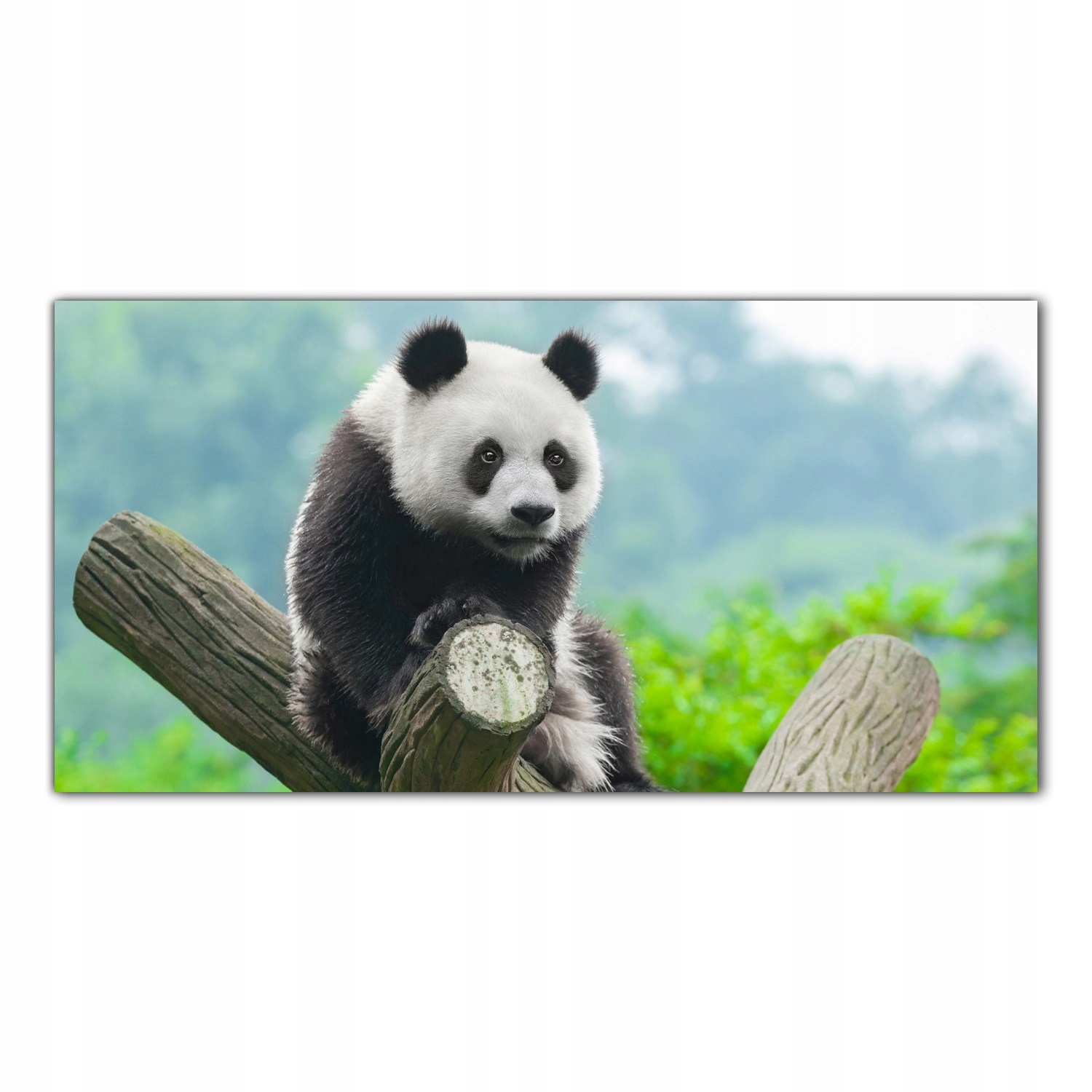 

Hartowany Obraz Szklany Panda Niedźwiedź 100x50