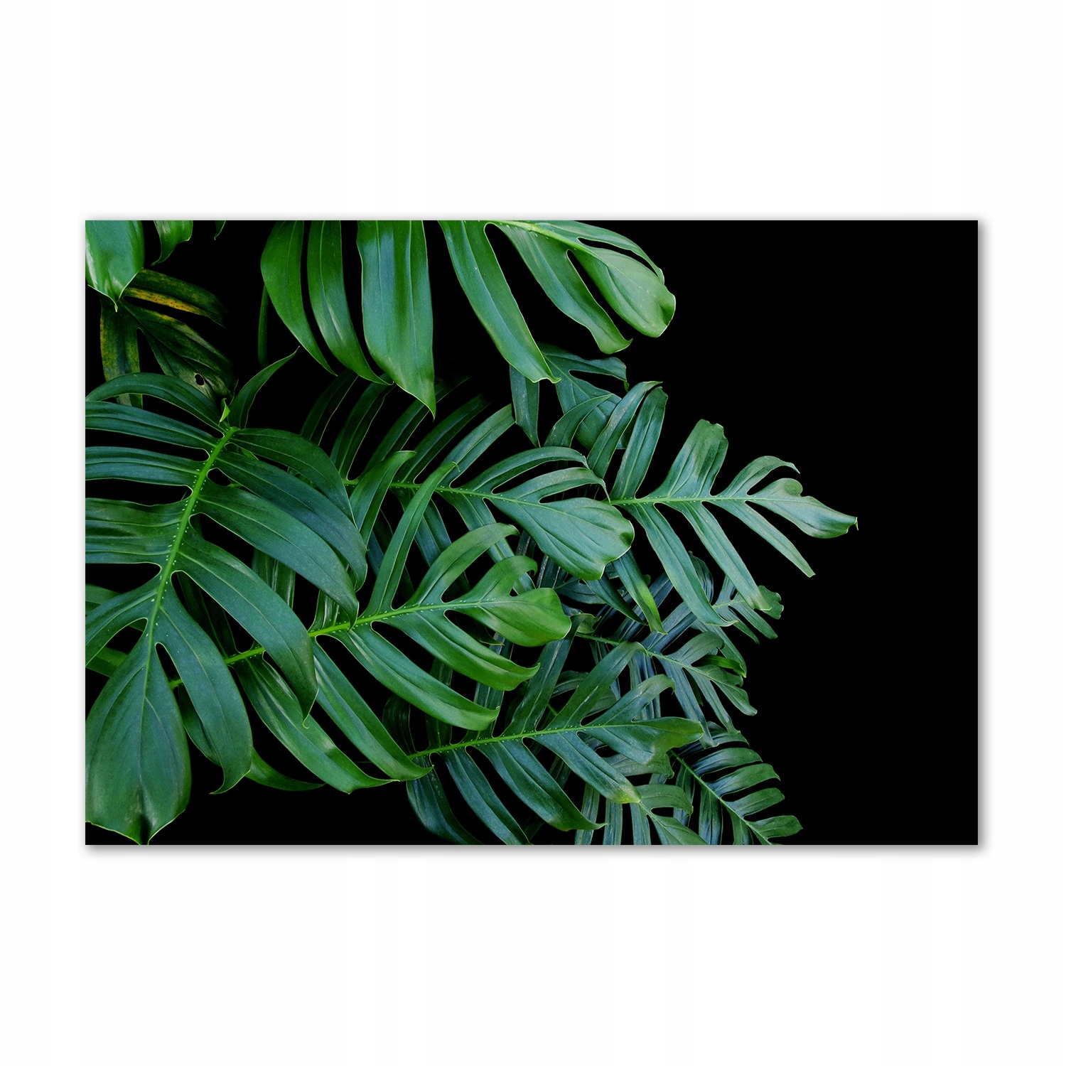 

Foto obraz szkło hartowane Monstera 100x70