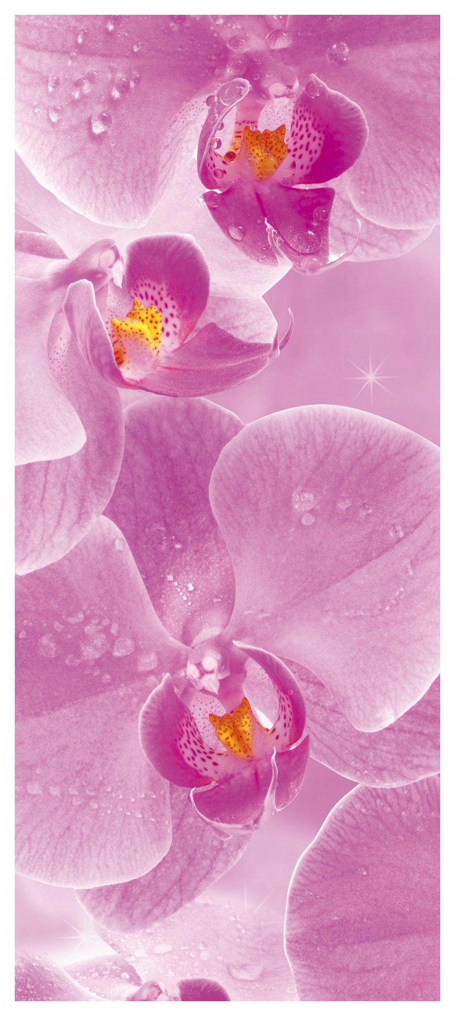 Samolepicí Samolepicí Fototapeta Růžové orchideje Elegance a klid 91x211