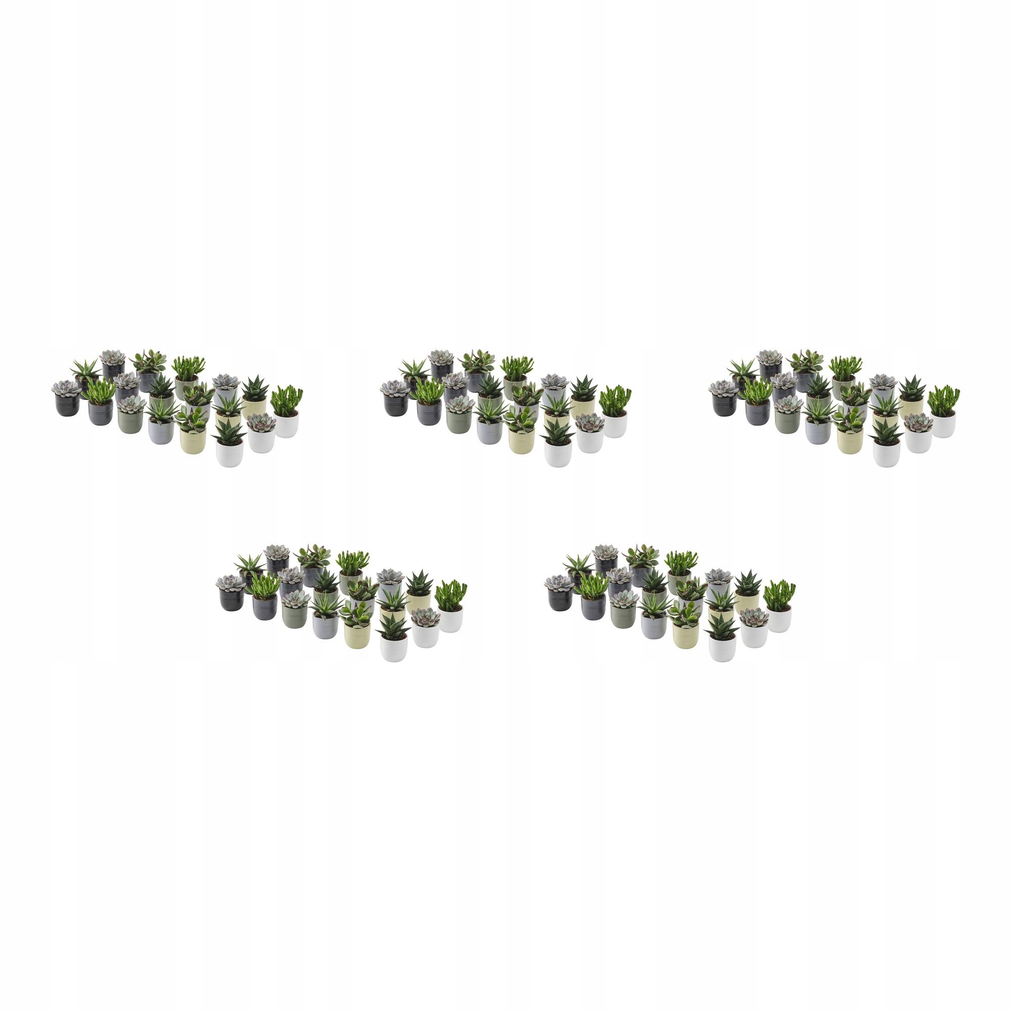 5 ks Succulent Rostlina s květináčem Sukulent různé barvy 6 cm