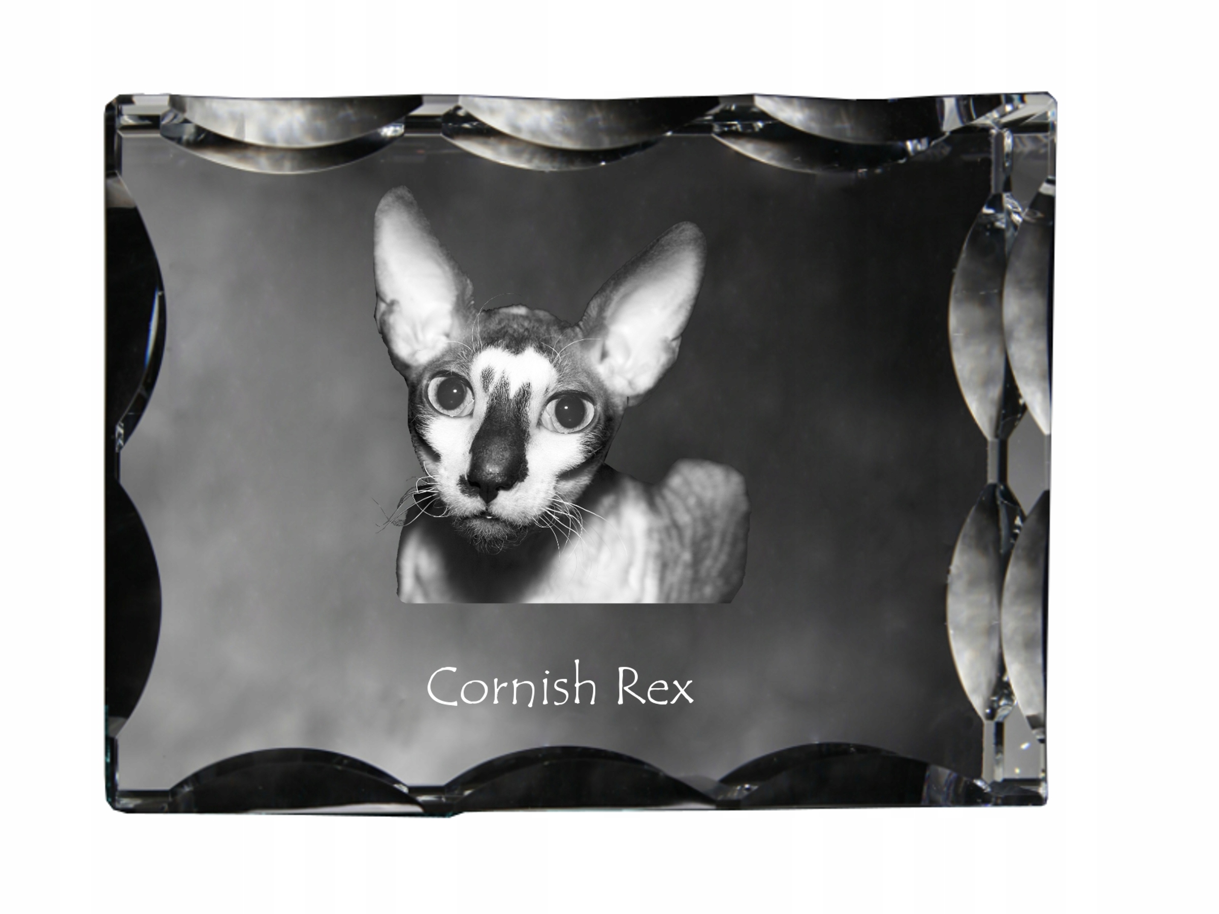 Mačka Cornish Rex fotografia v ozdobnom kryštáli, suvenír, dekorácia domu