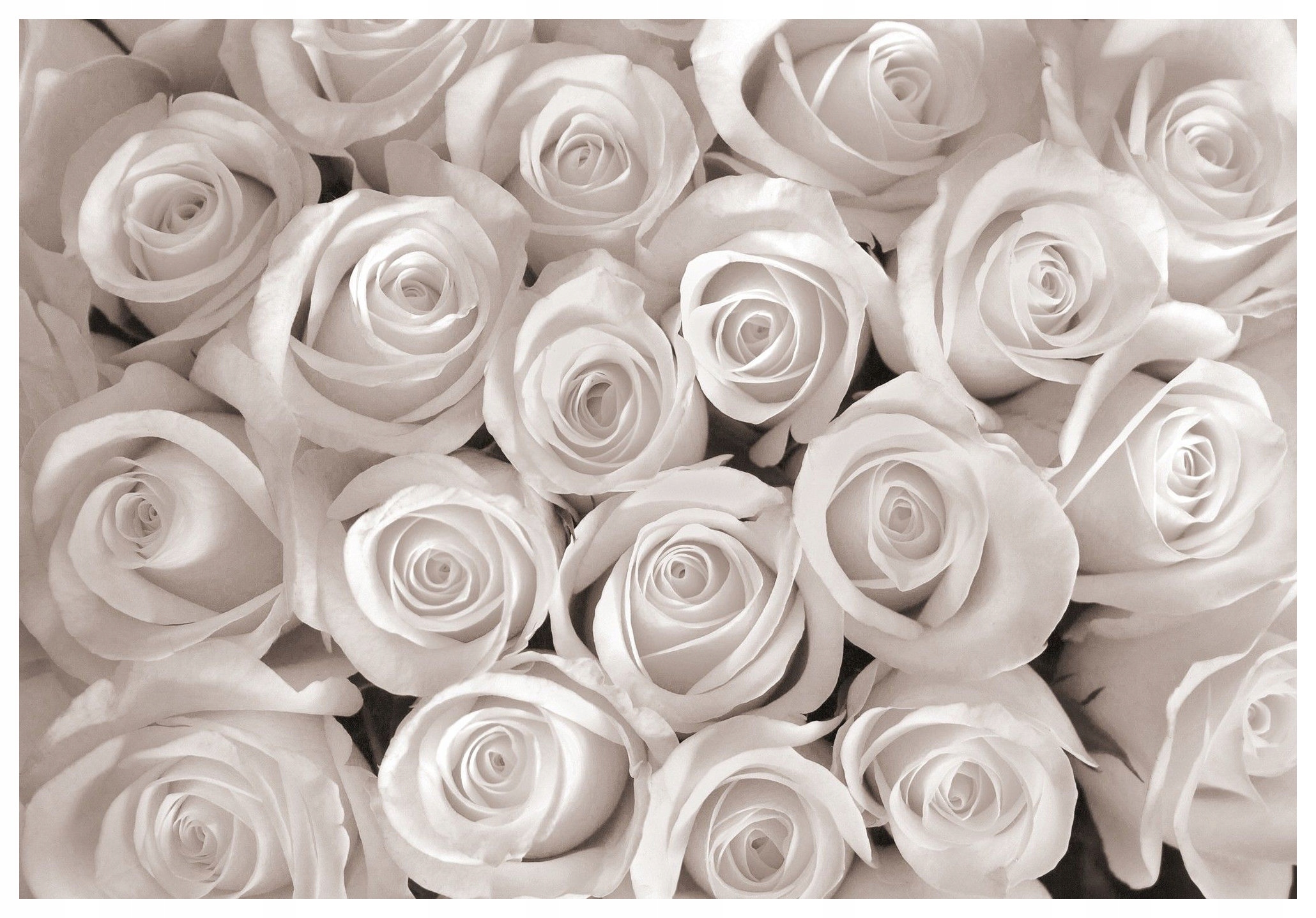 Fototapeta flizelina Bílé růže jemnost přírody elegance 312x219 lepidlo