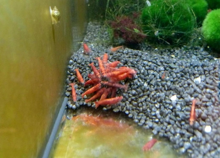 RED CHERRY selekcjonowana САКУРА РЕАЛЬНЫЕ ФОТО EKH