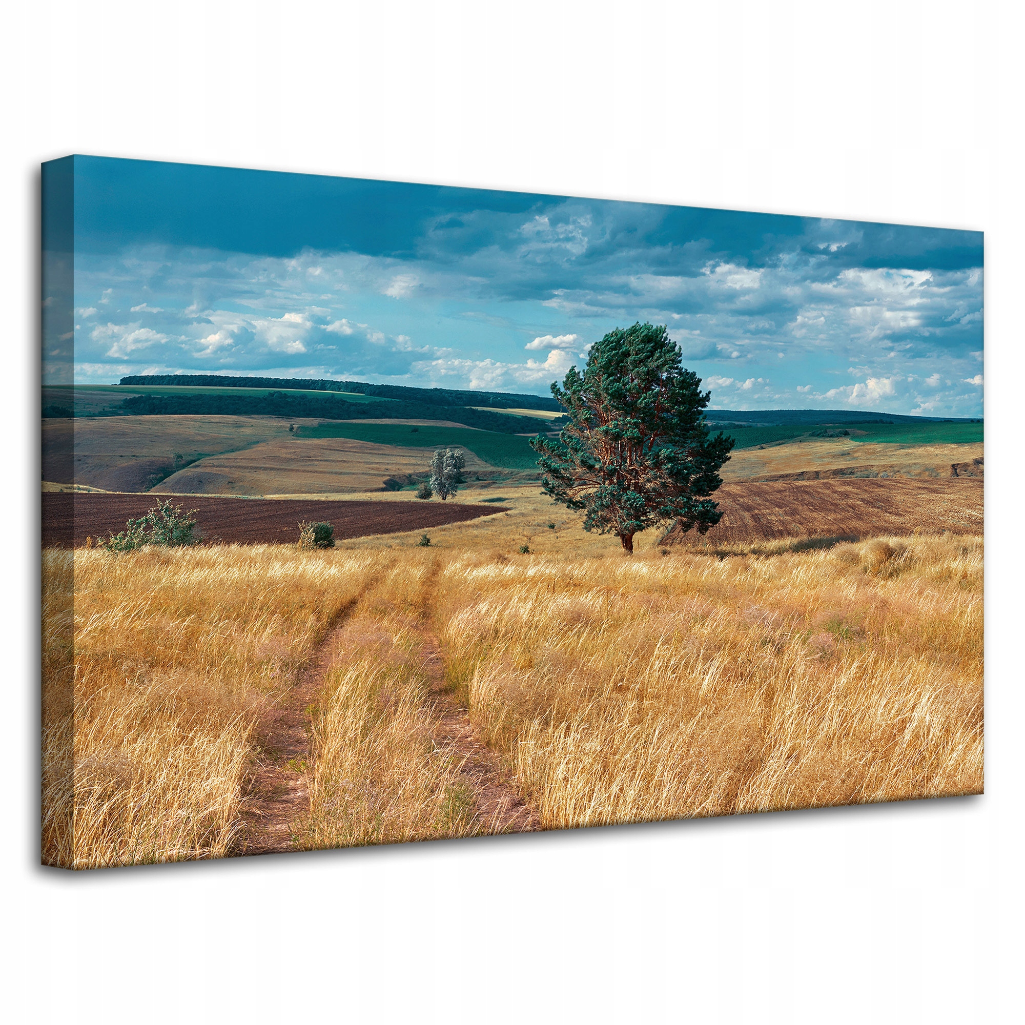 Obraz na plátně Pole Obilí Příroda Mraky Krajina 80x50 cm