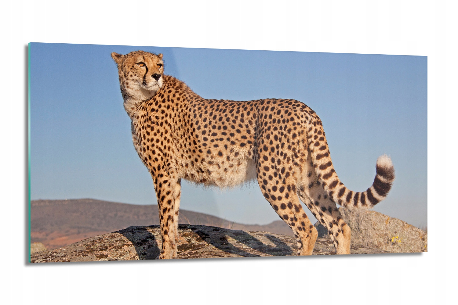 panel do kuchyne s fotografiou Gepard skala 100x50 sklo