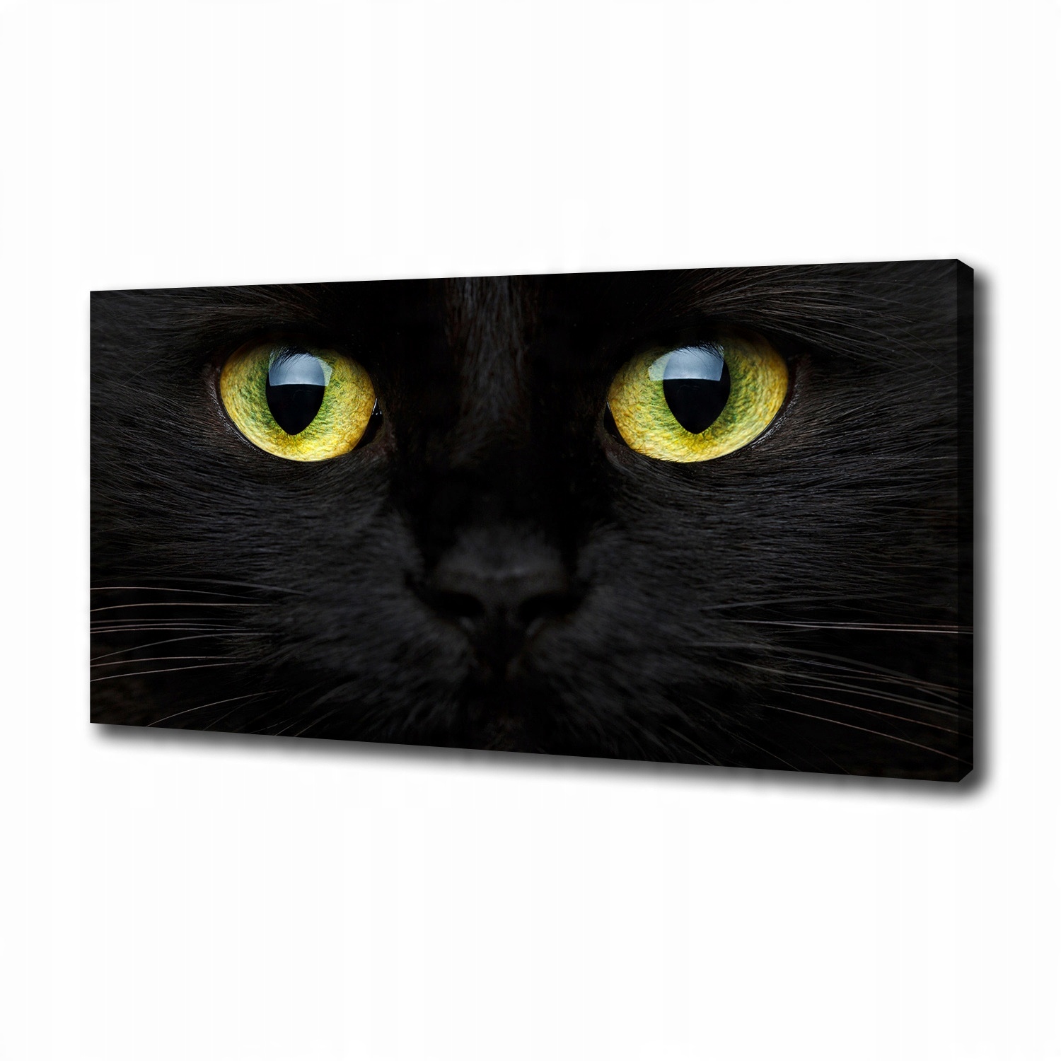 

Foto obraz canvas na ścianę Kocie oczy 100x50 cm