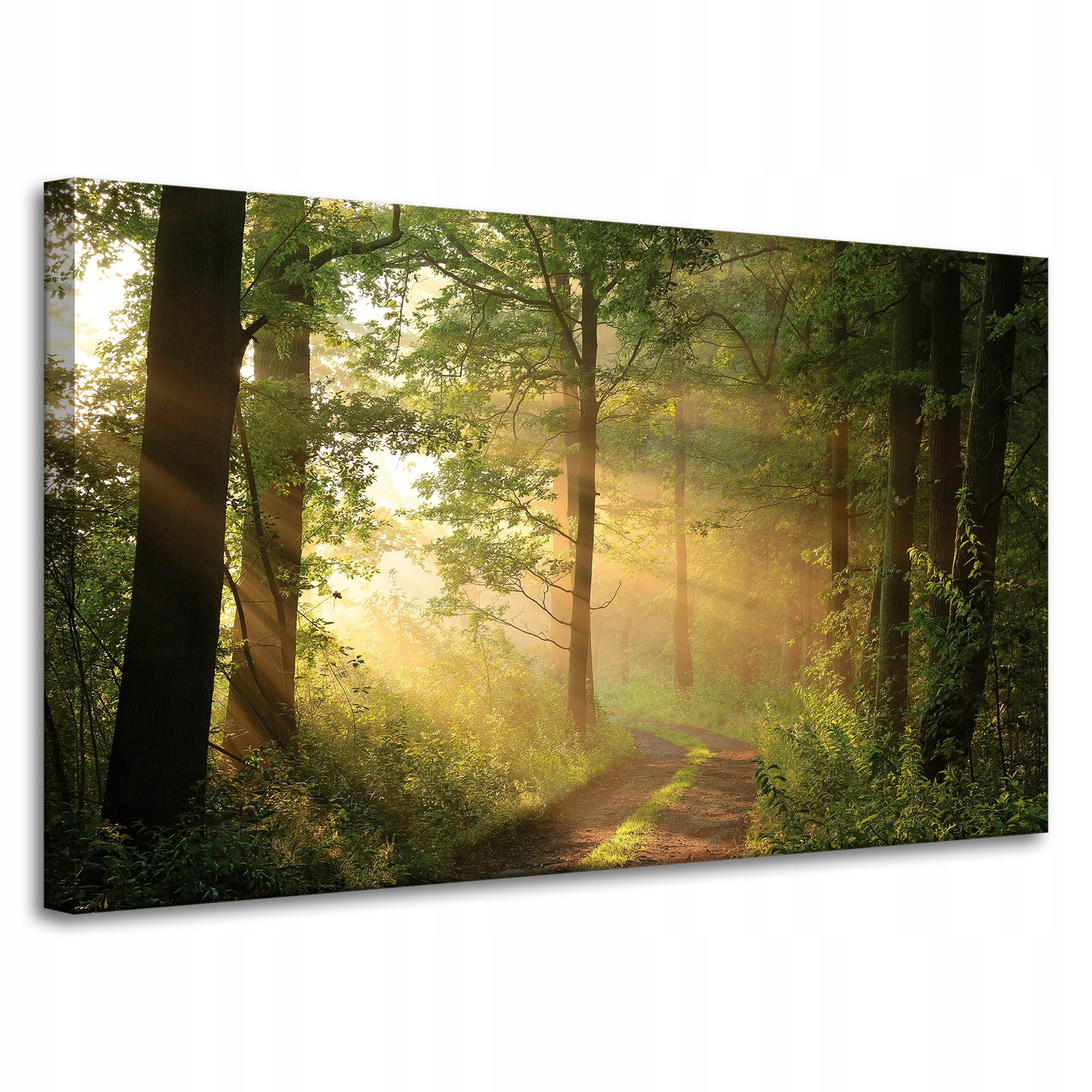 Obraz na plátně Světlo Slunce Les Stezka Příroda 100x60 cm
