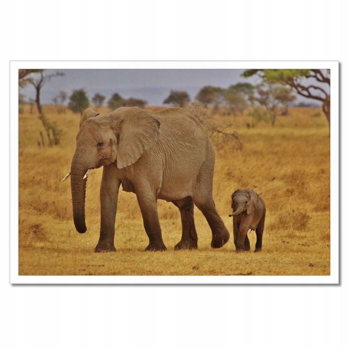 Plakáty v rámu 60x40 Slon s matkou