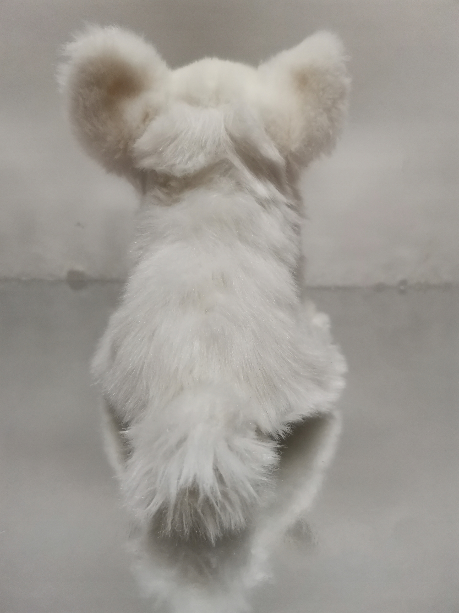 Biały piesek Chihuahua siedzący realistyczna maskotka 18cm cudny Marka Nicotoy