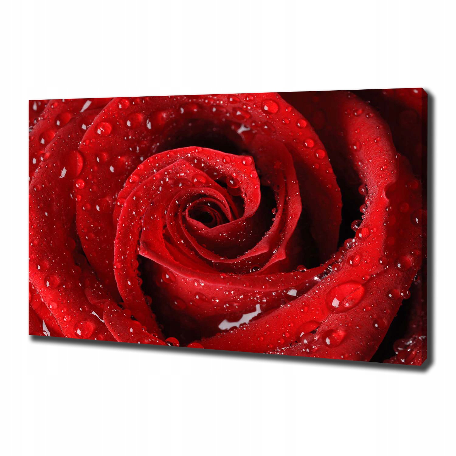 

Foto obraz na płótnie Krople na róży 100x70 cm
