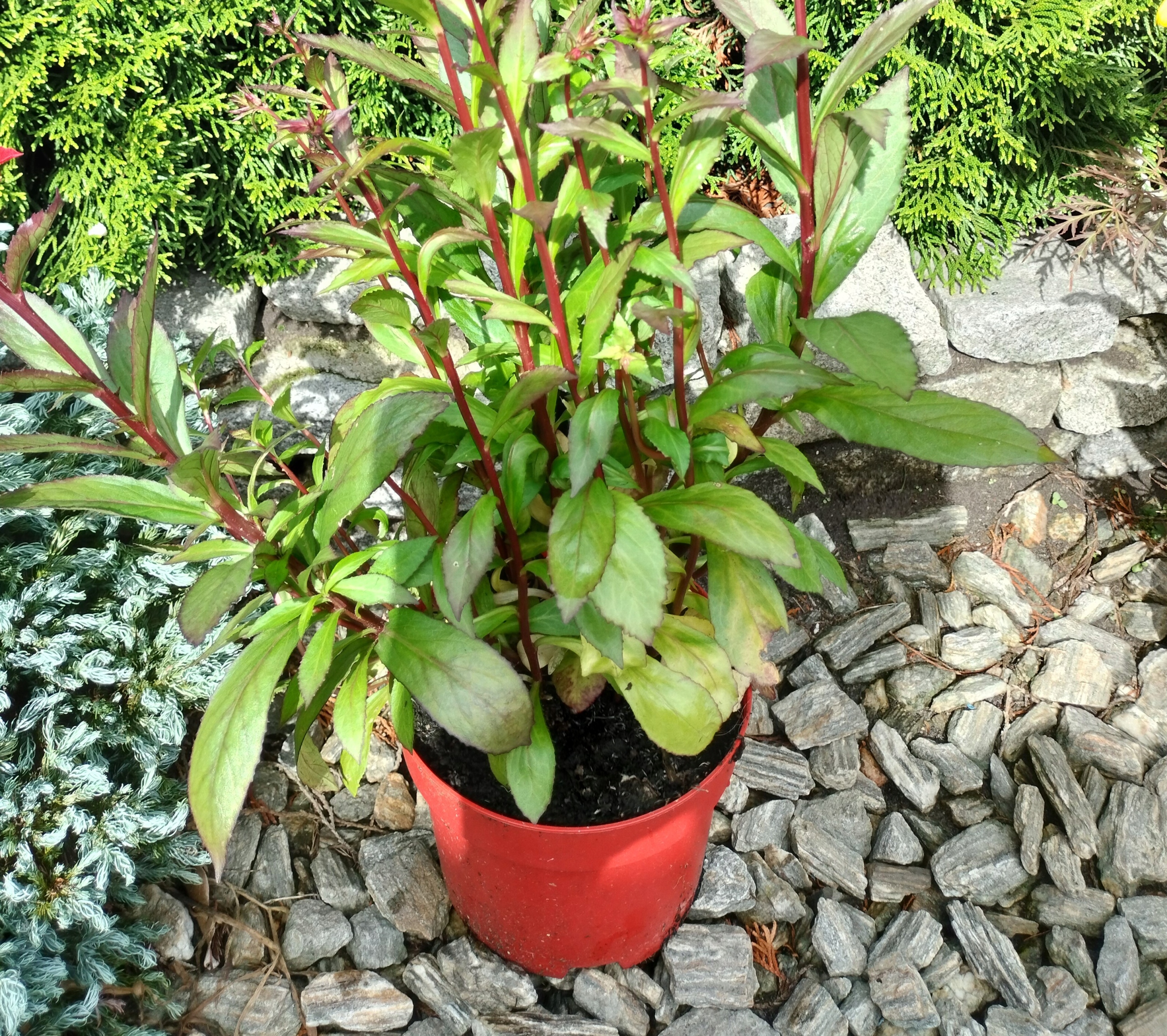 Lobelia okazała 'Starship Blue' Lobella x speciosa poj.2l Rodzaj rośliny Inny