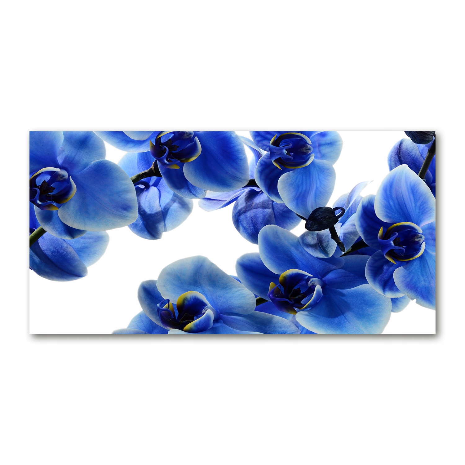 Skleněný obraz Modrá orchidej 140x70