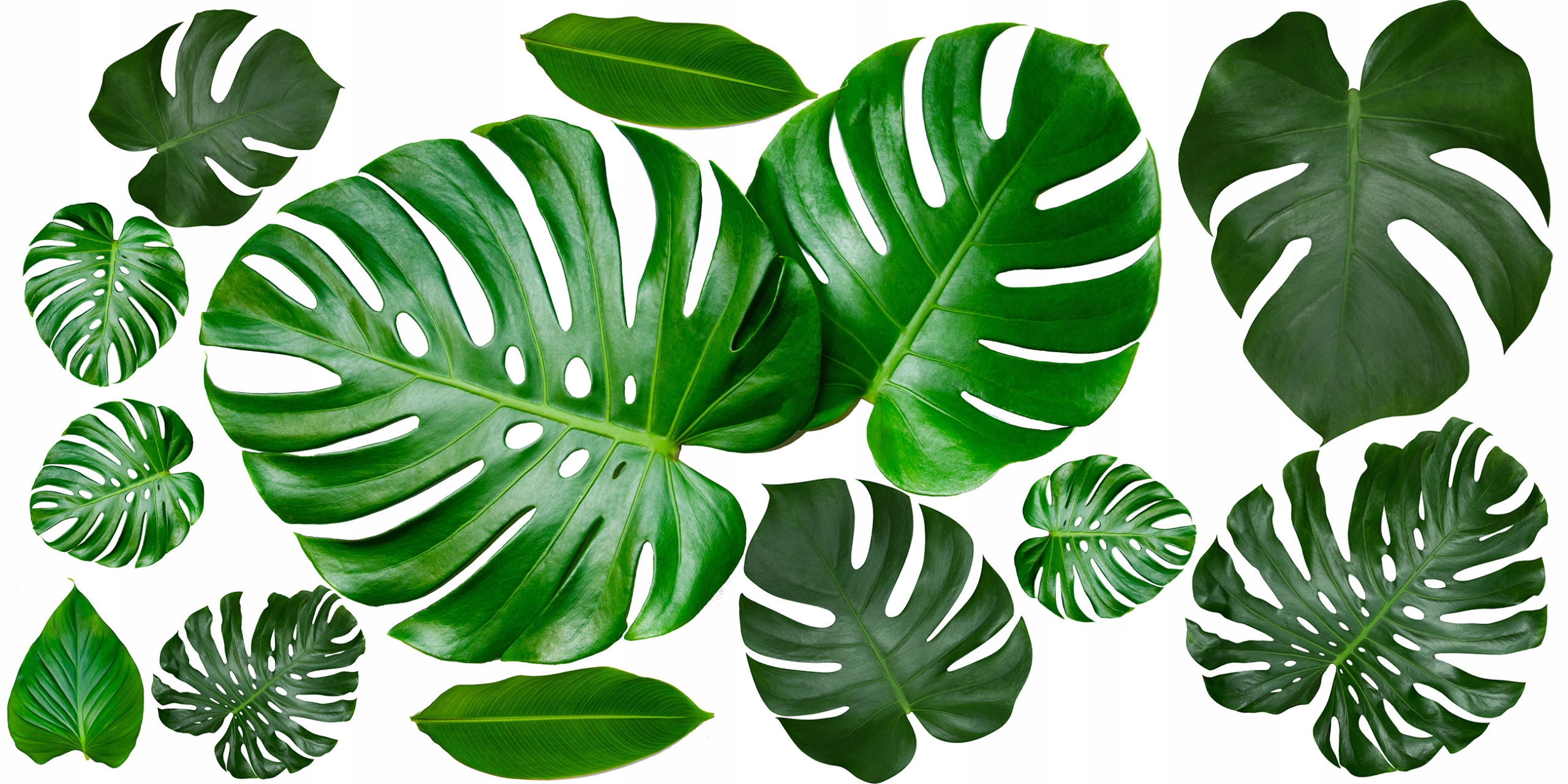 naklejki na ścianę ścienne liscie monstera monster