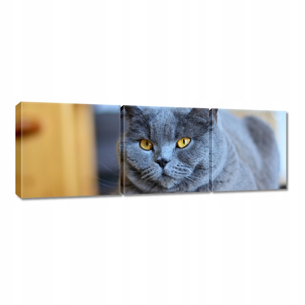 

Obrazy 60x20 Kot Kotki Koty Kicia