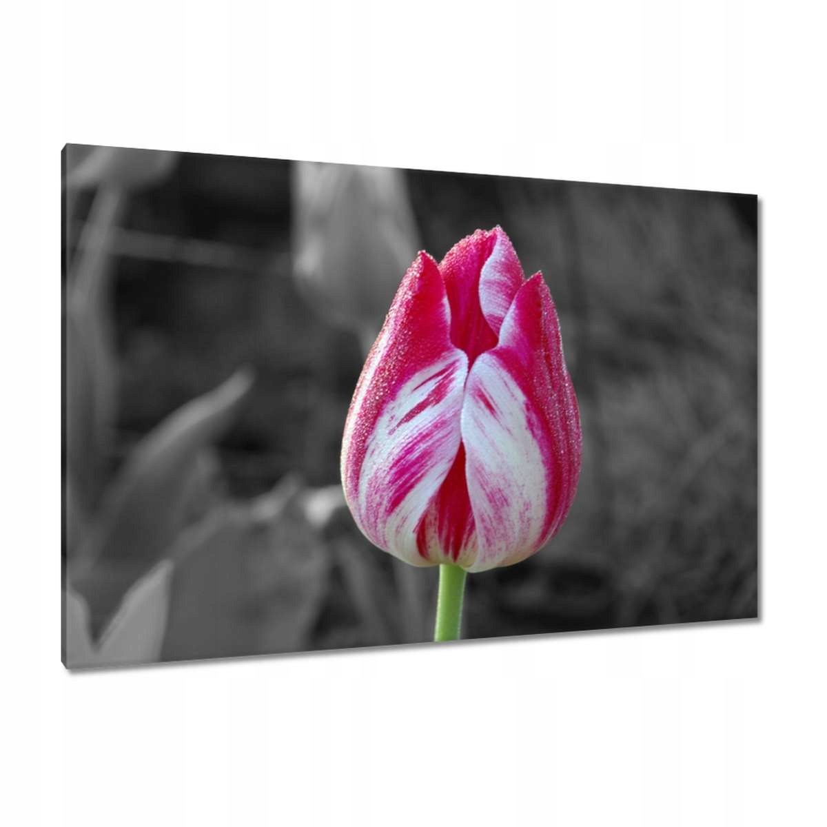 Obrazy 120x80 Barevná hlavička