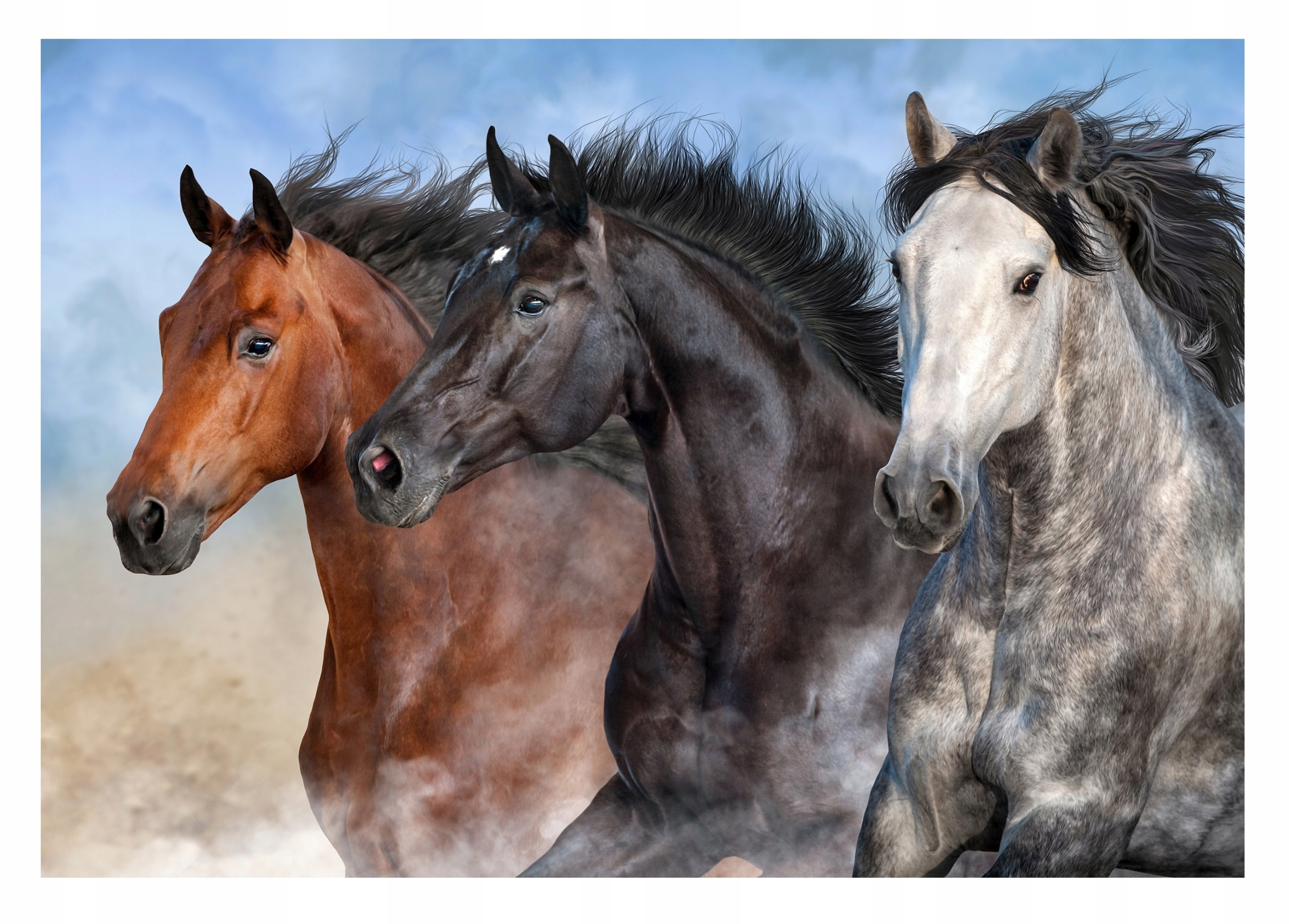 Fototapeta Koně S Koňmi Kůň XXL Zvířata 416x254