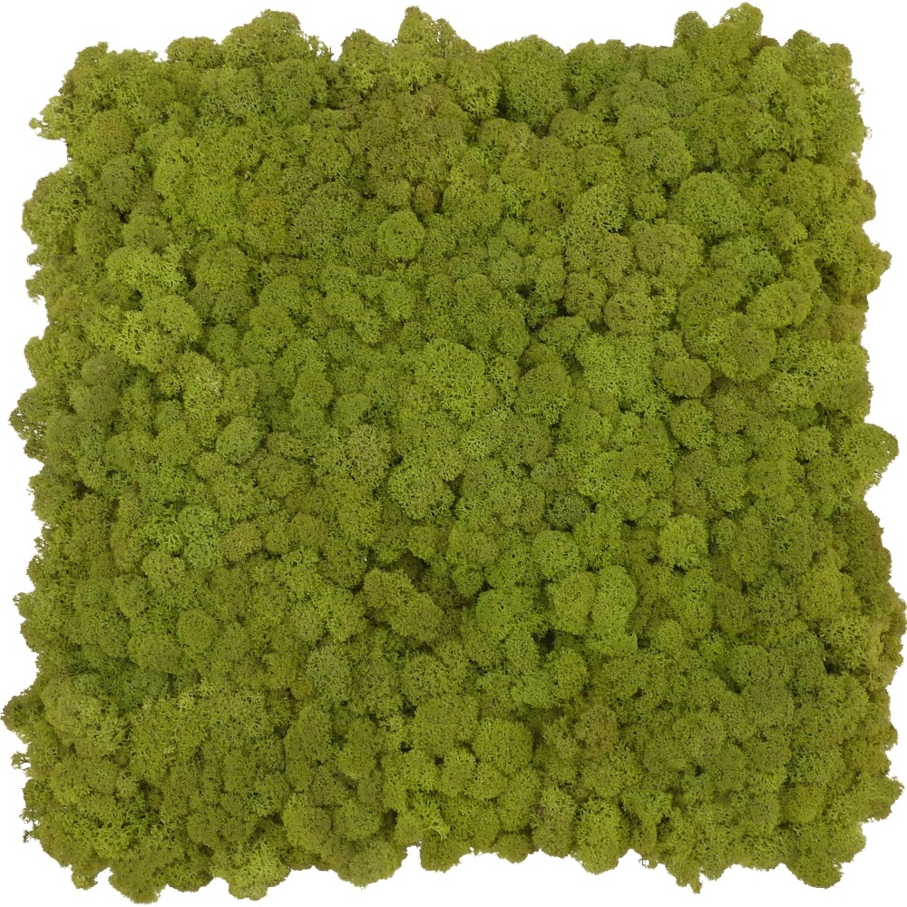 Panel s chrobotkou Premium Mid Green 40x40 cm