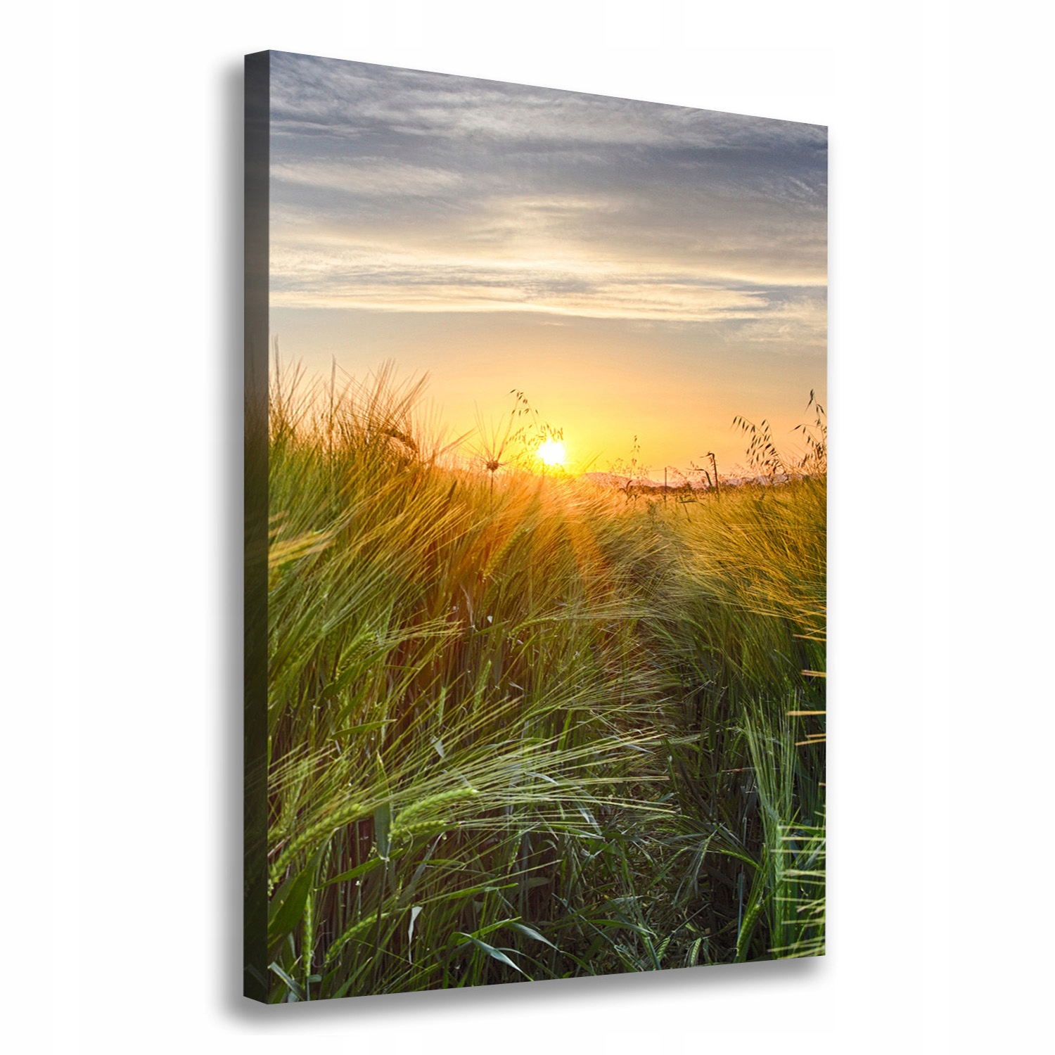 

Foto obraz canvas na ramie Pole pszenicy 70x100 cm