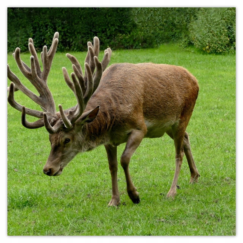 

Fototapety flizelina 208x208 Jeleń Rogacz