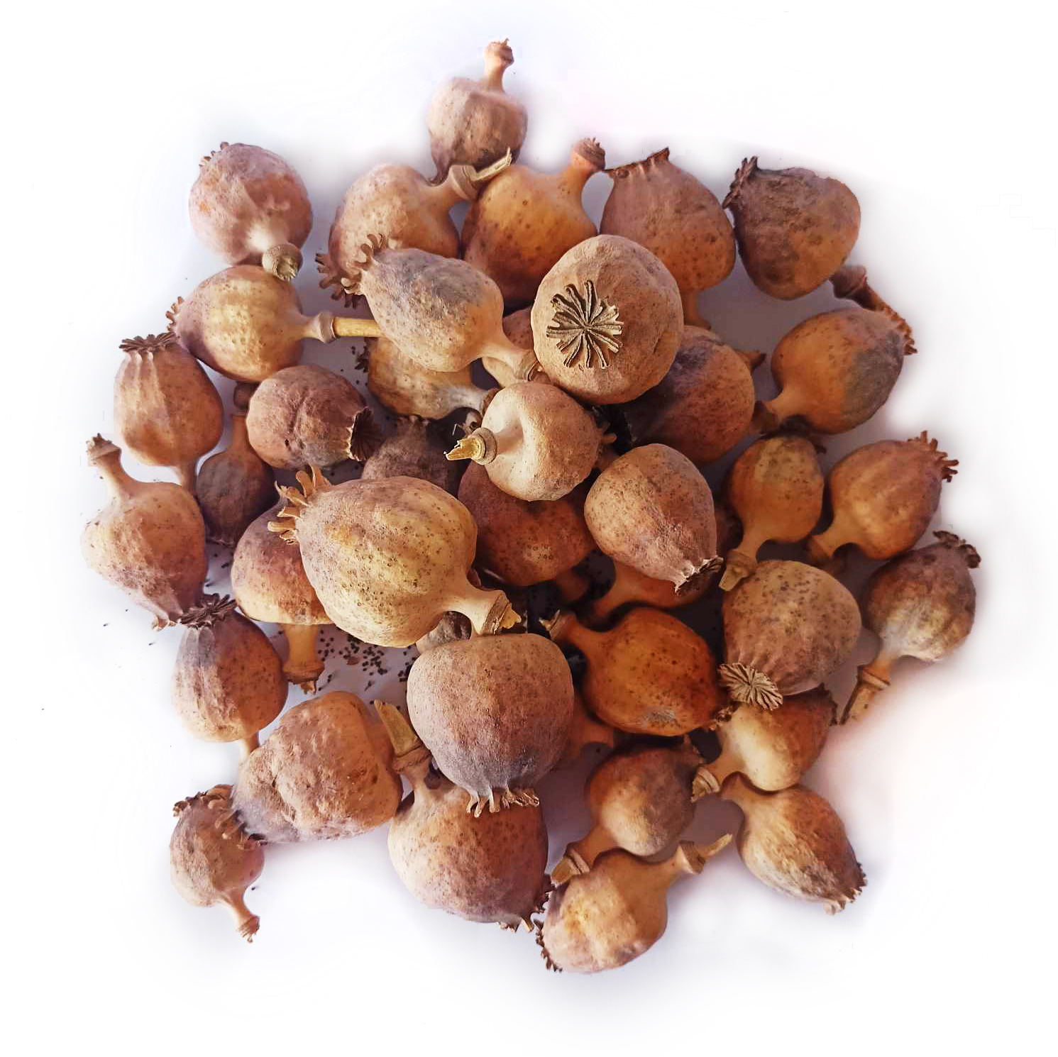 Mak makówka naturalna paczka susz