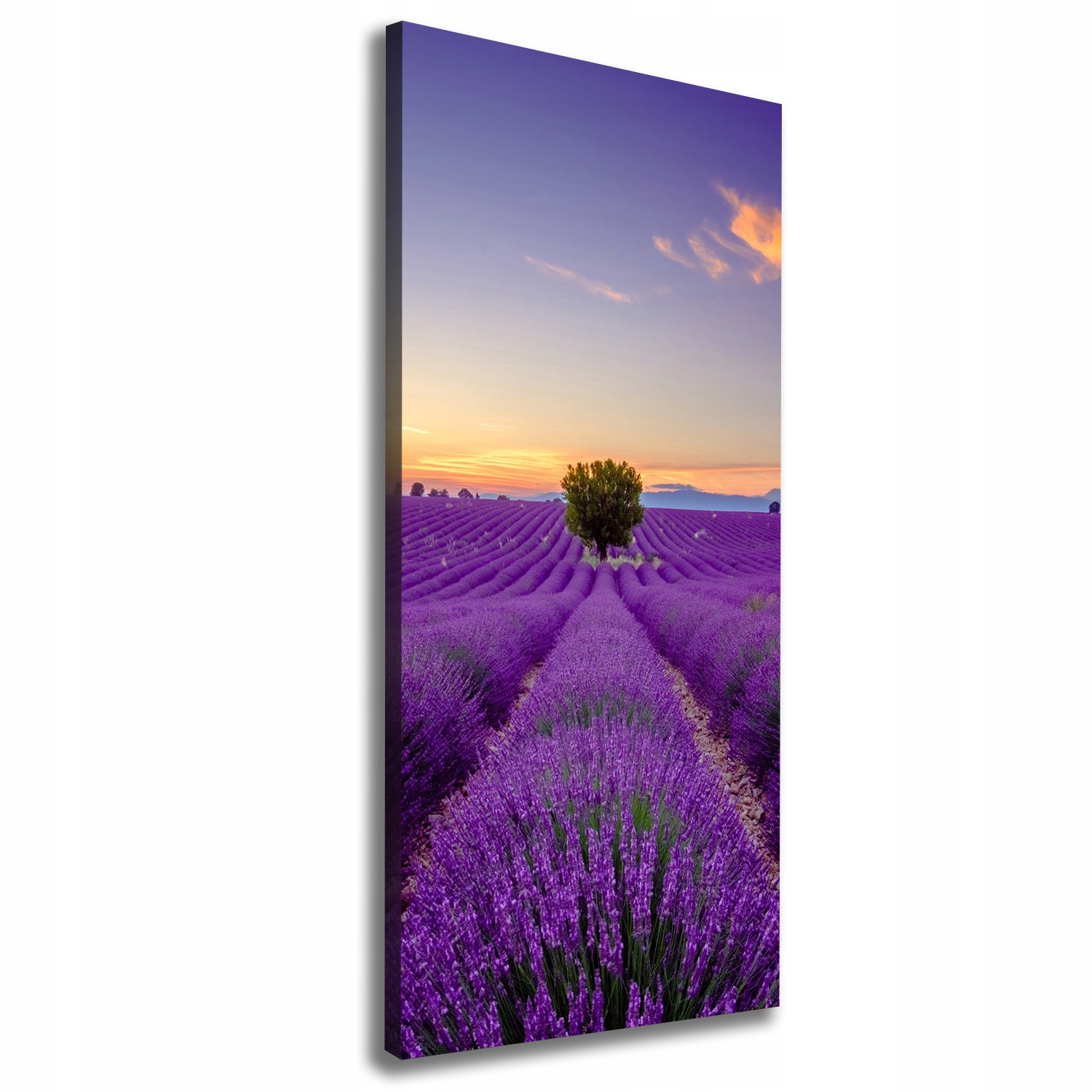 

Foto obraz canvas do salonu Pole lawendy 50x125