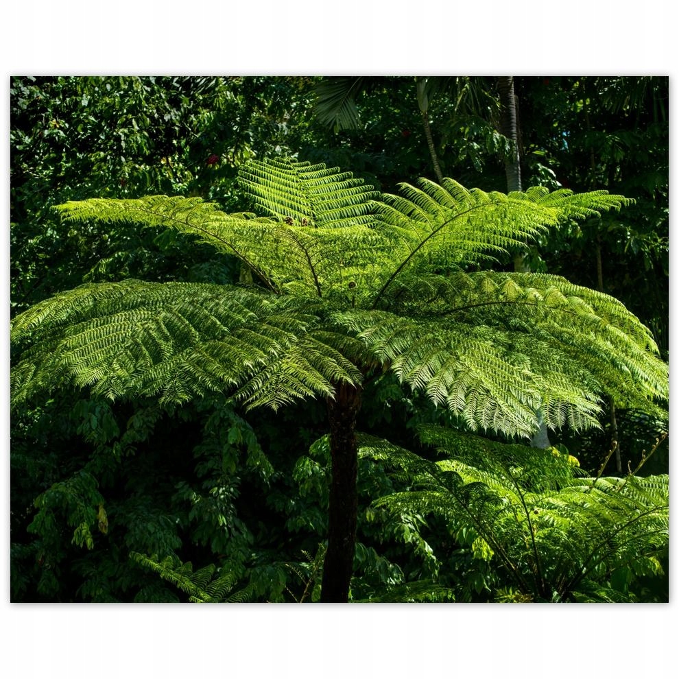 

Plakat 50x40 Kwiatki Kwiaty Kwiatuszki