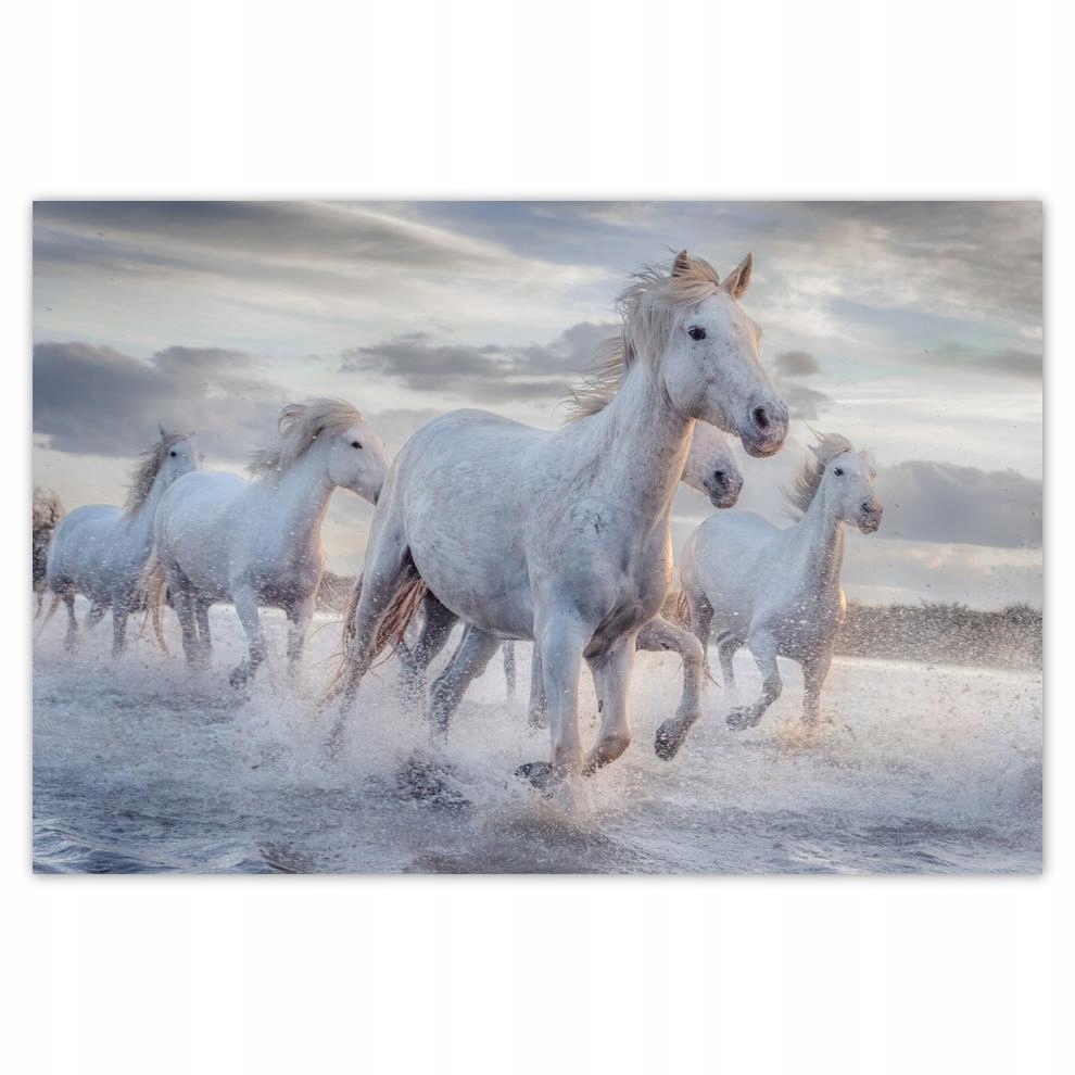 

Plakat 60x40 Dzikie konie Wild Horses