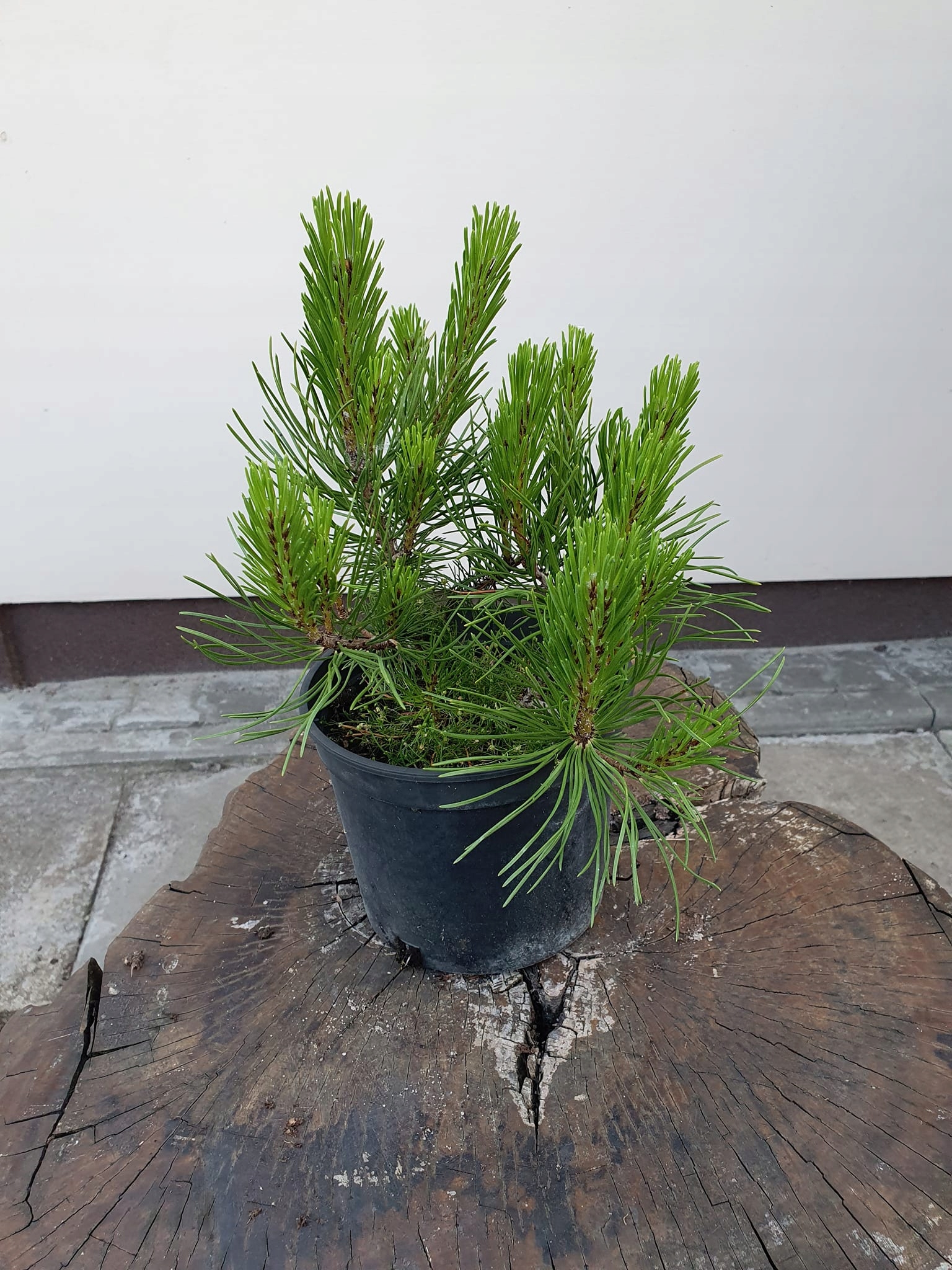 Сосна сосна 'Pumilio'