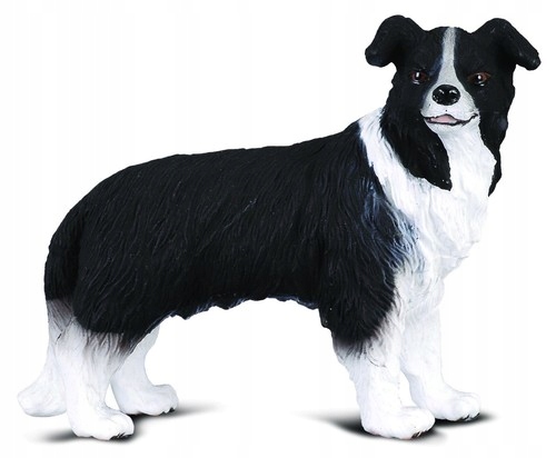 

Pies Border Collie