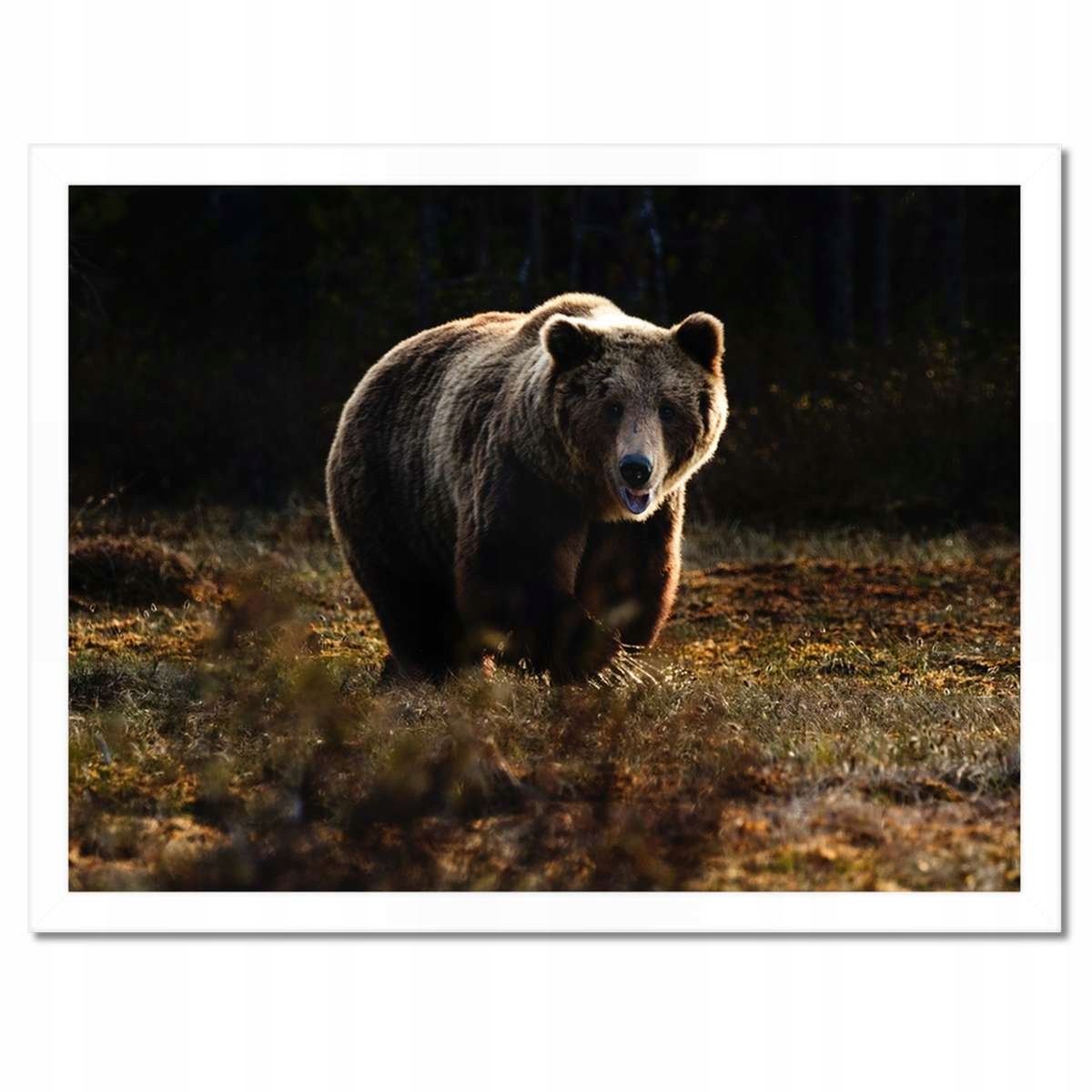 Plakáty v rámu 40x30 Zvířata Zvířátka