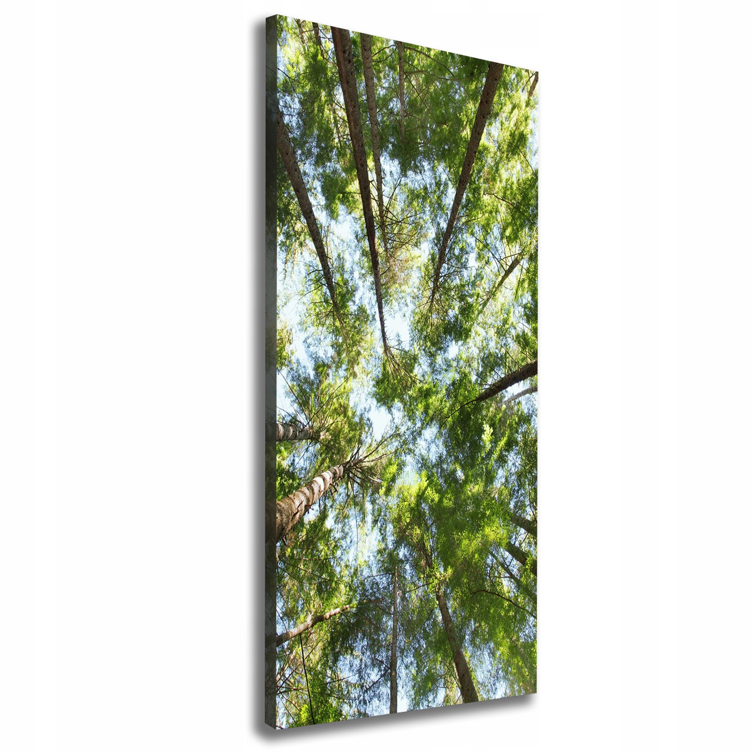 Fotoobraz canvas do obývacího pokoje Koruna stromů 50x125