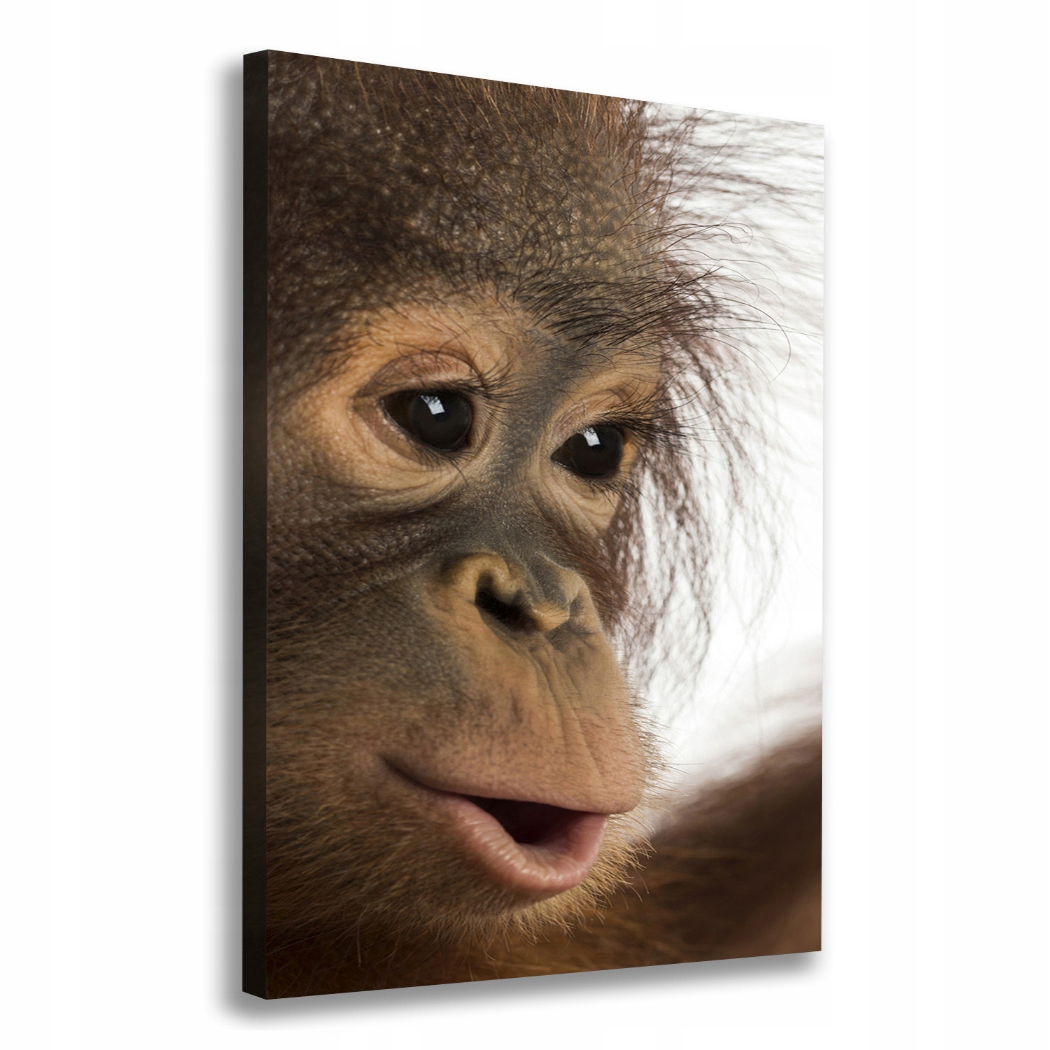 

Foto obraz na płótnie Młody orangutan 70x100 cm