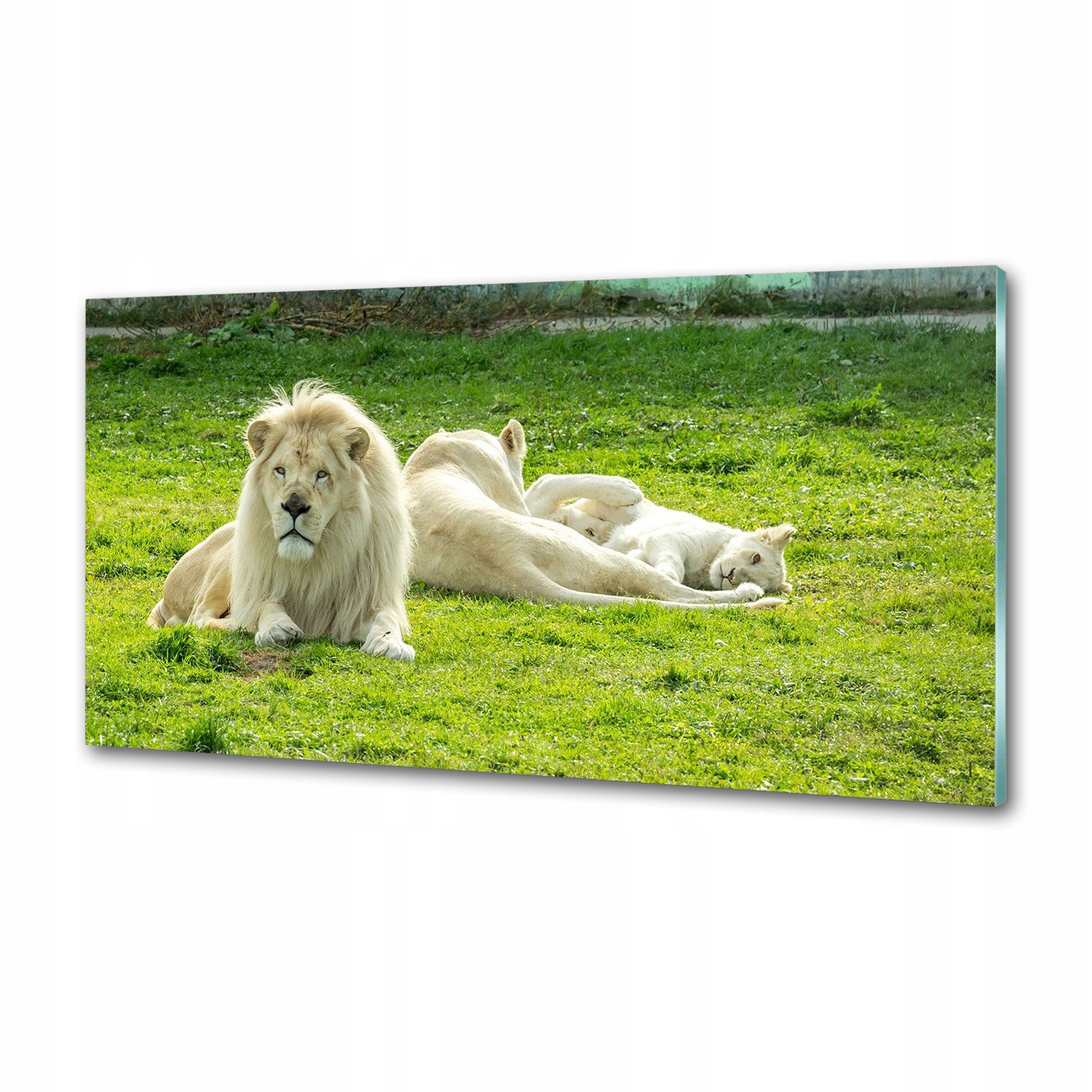 Panel dekor sklo Béžové levy 100x50 cm Lepidlo