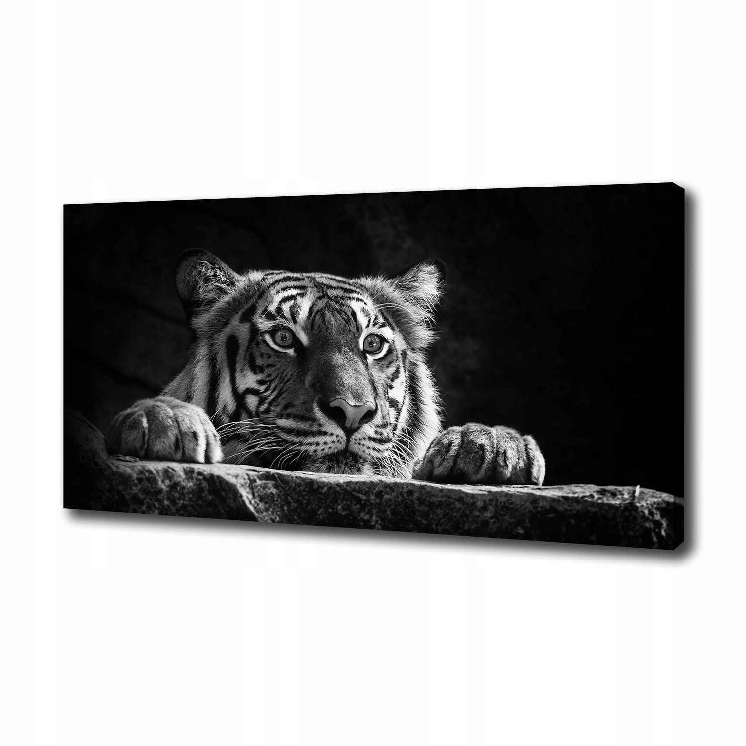 

Duży foto obraz na ścianę canvas Tygrys 100x50 cm