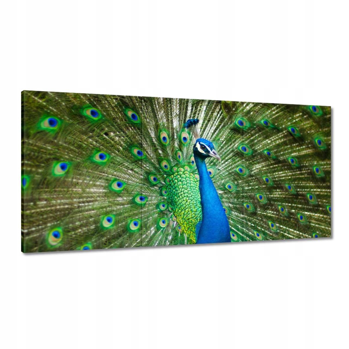 Obrazy 180x90 Páv v období párenia