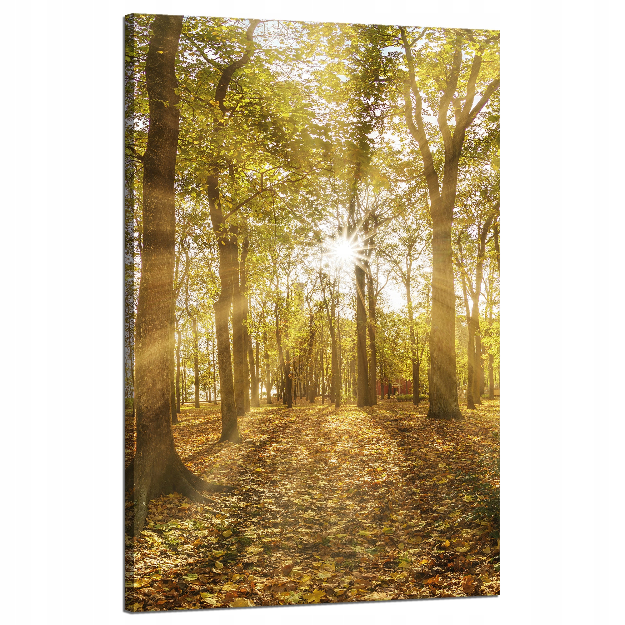 Obraz na plátně Slunce mezi stromy v lese 50x80 cm