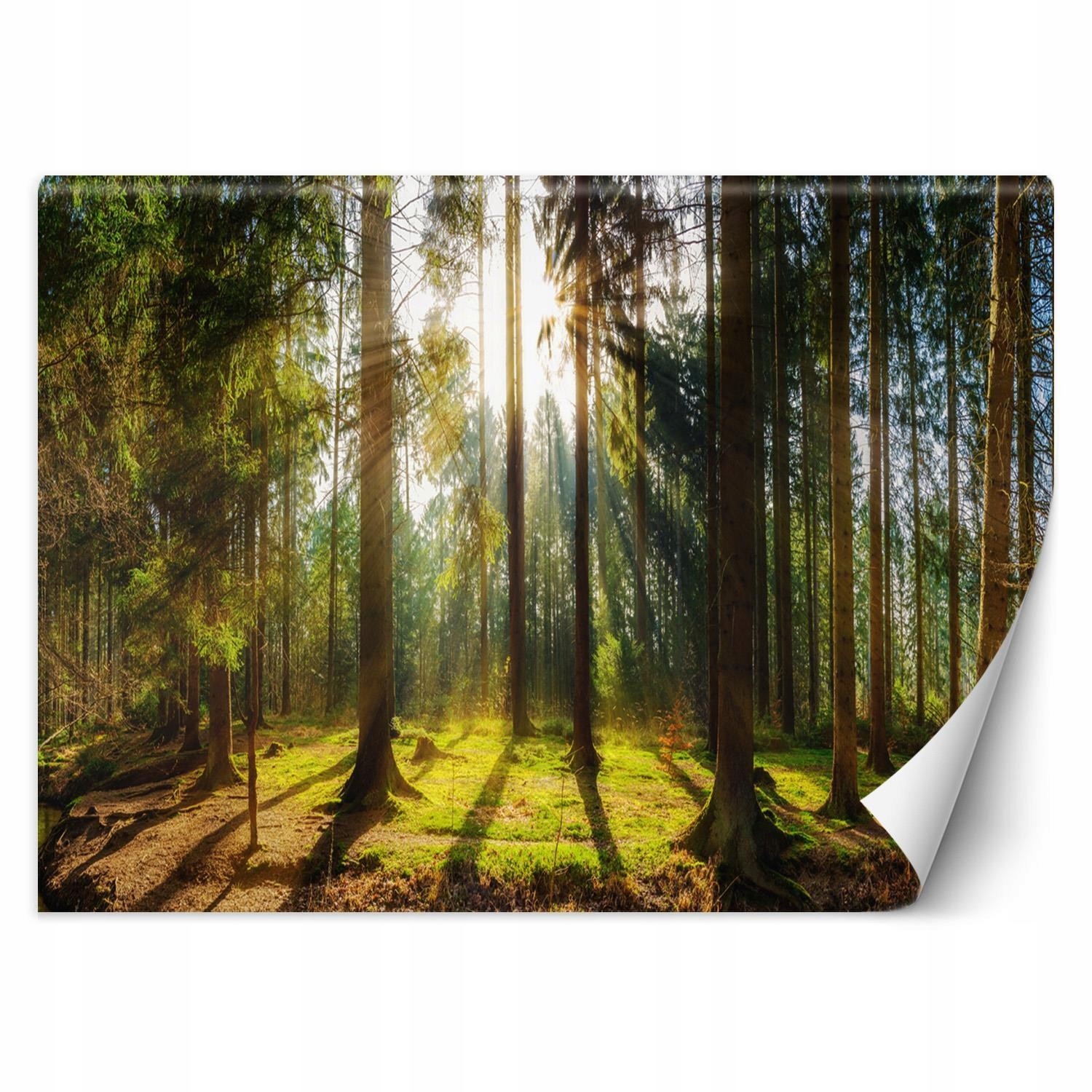 Fototapeta 3D Les v paprscích slunce 450x315