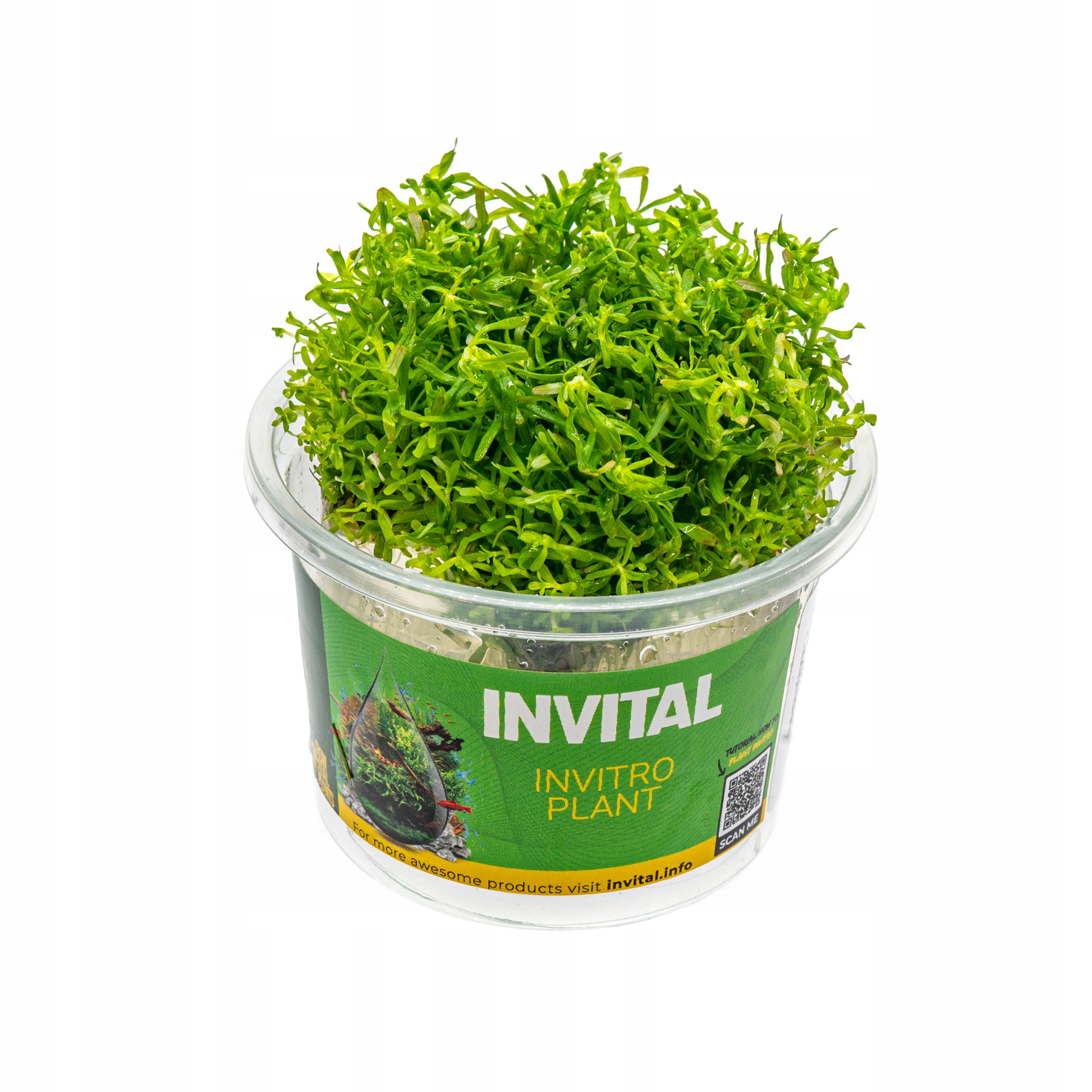 INVITAL Rotala boshi nanjenshan in vitro Ø 7 cm