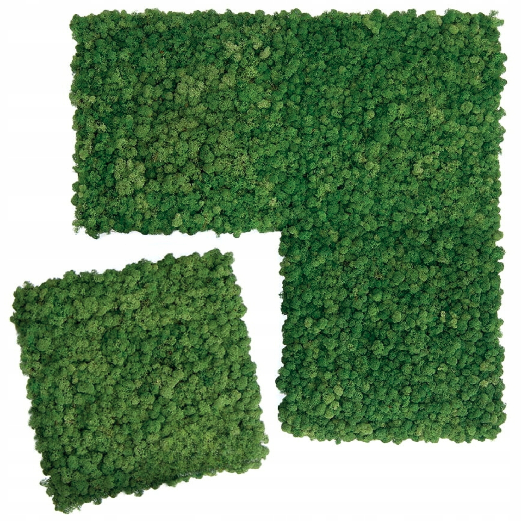 Mechový panel chrobotka sobí mech Zelená Stěna mechová stěna 50x50 cm