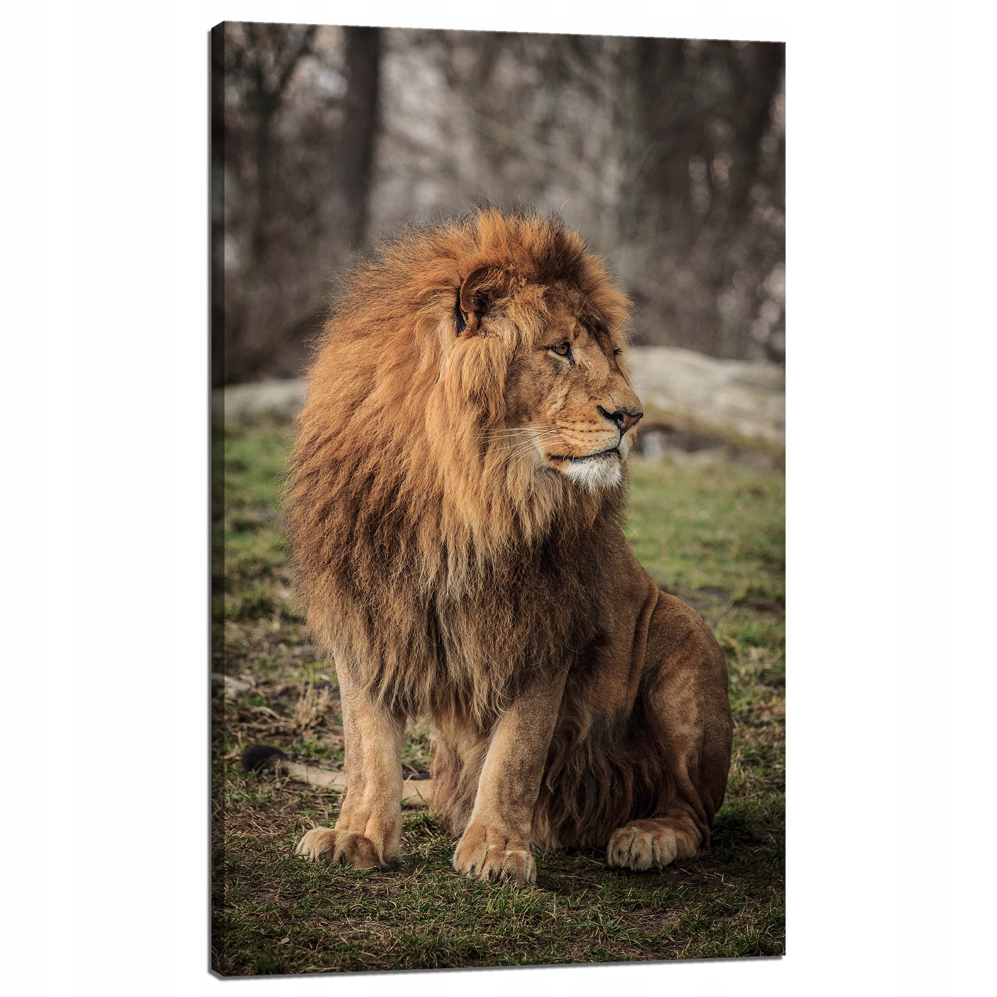Obraz na plátně Pózující lev na pozadí přírody 60x100 cm Ideální jako dárek