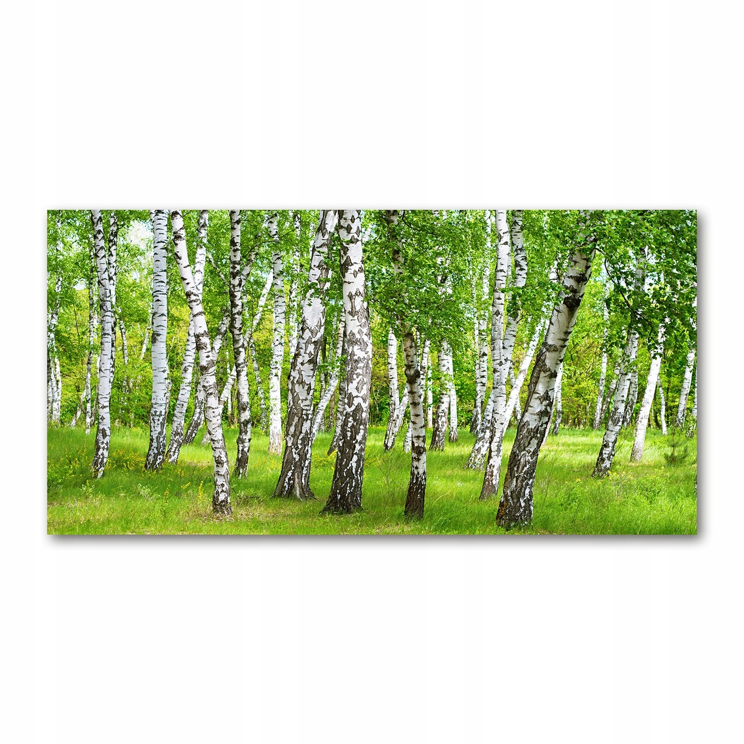 

Foto obraz akryl zdjęcie Brzozowy las 120X60 cm