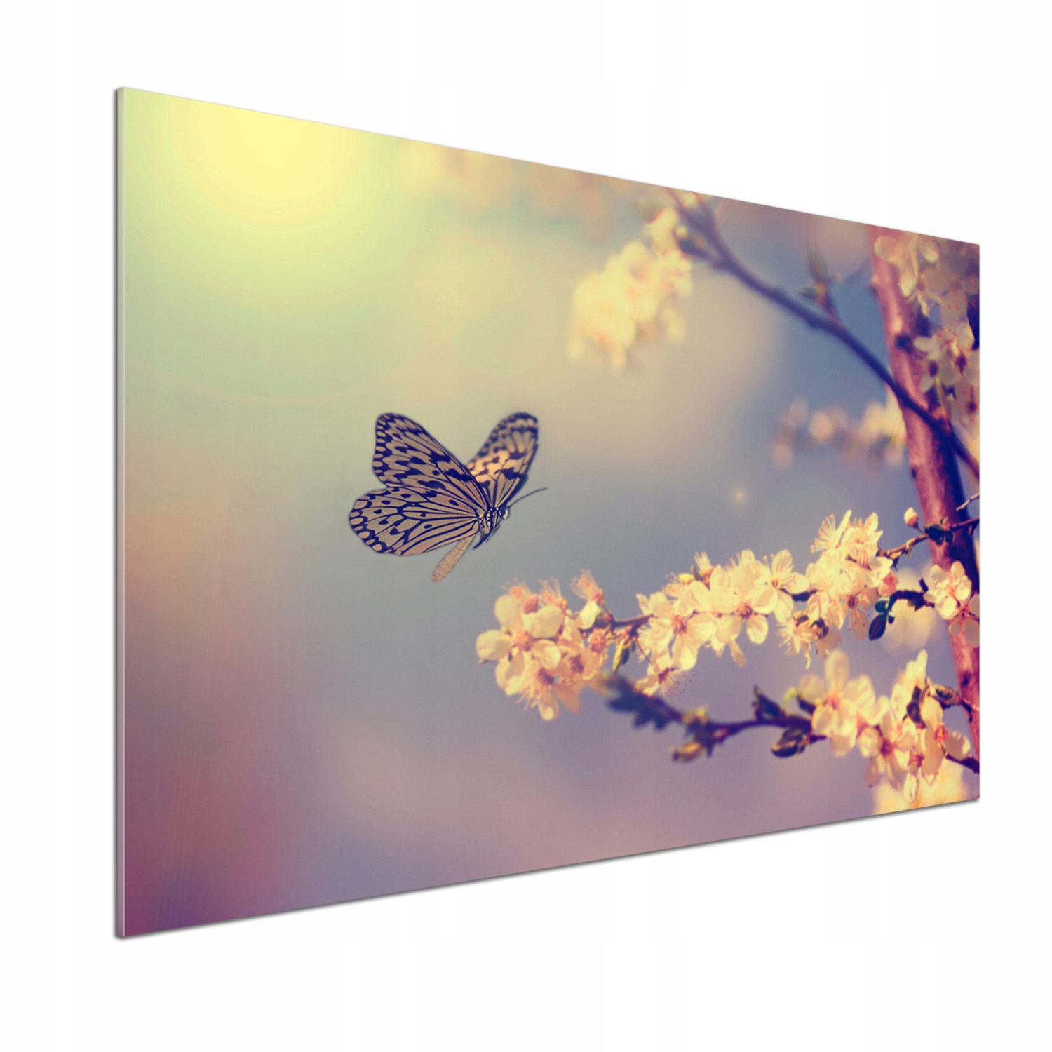 Lacobel panel Višňový květ a motýl 100 x 70 cm Lepidlo
