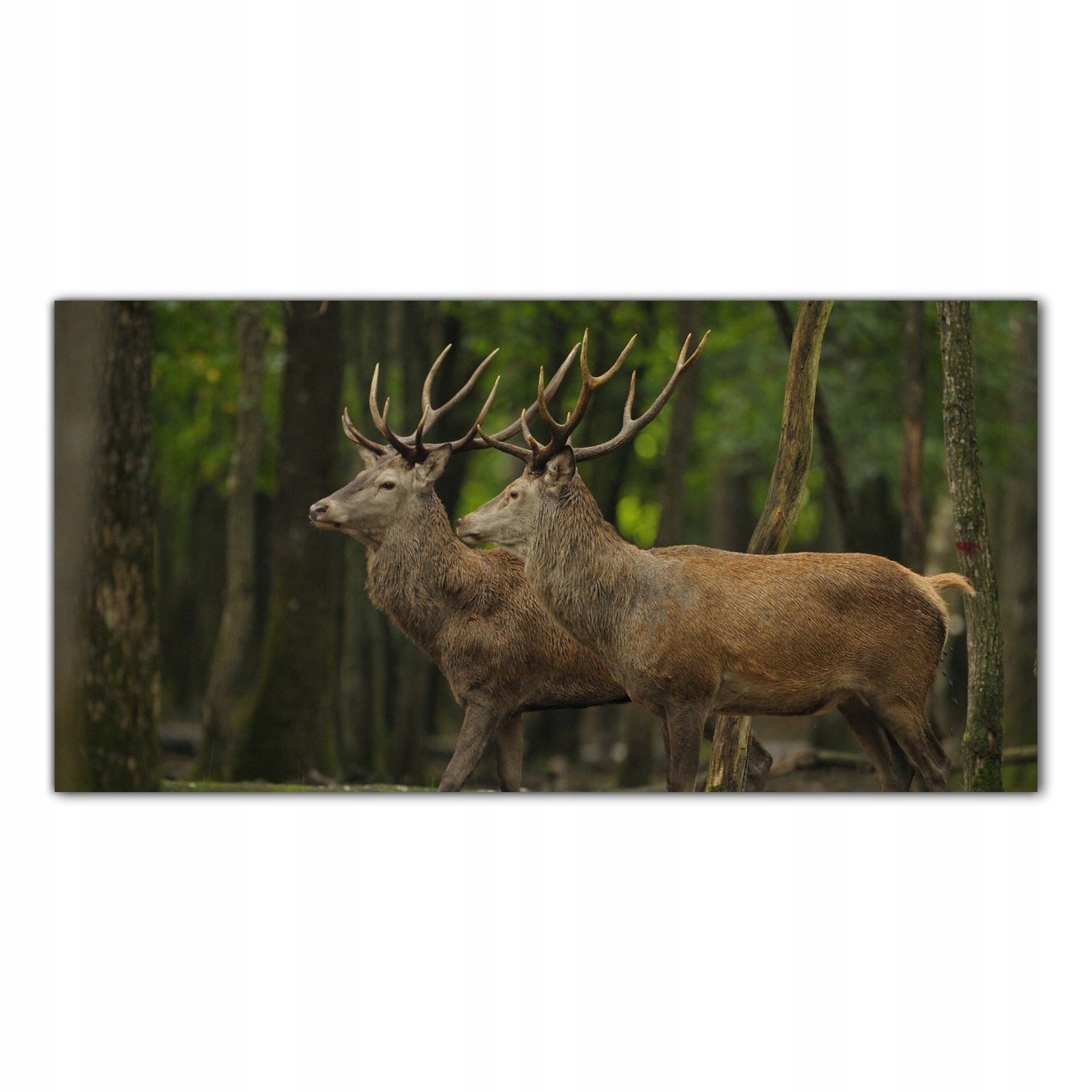 

Obraz na szkle Foto Jeleń Natura Zwierzę 100x50