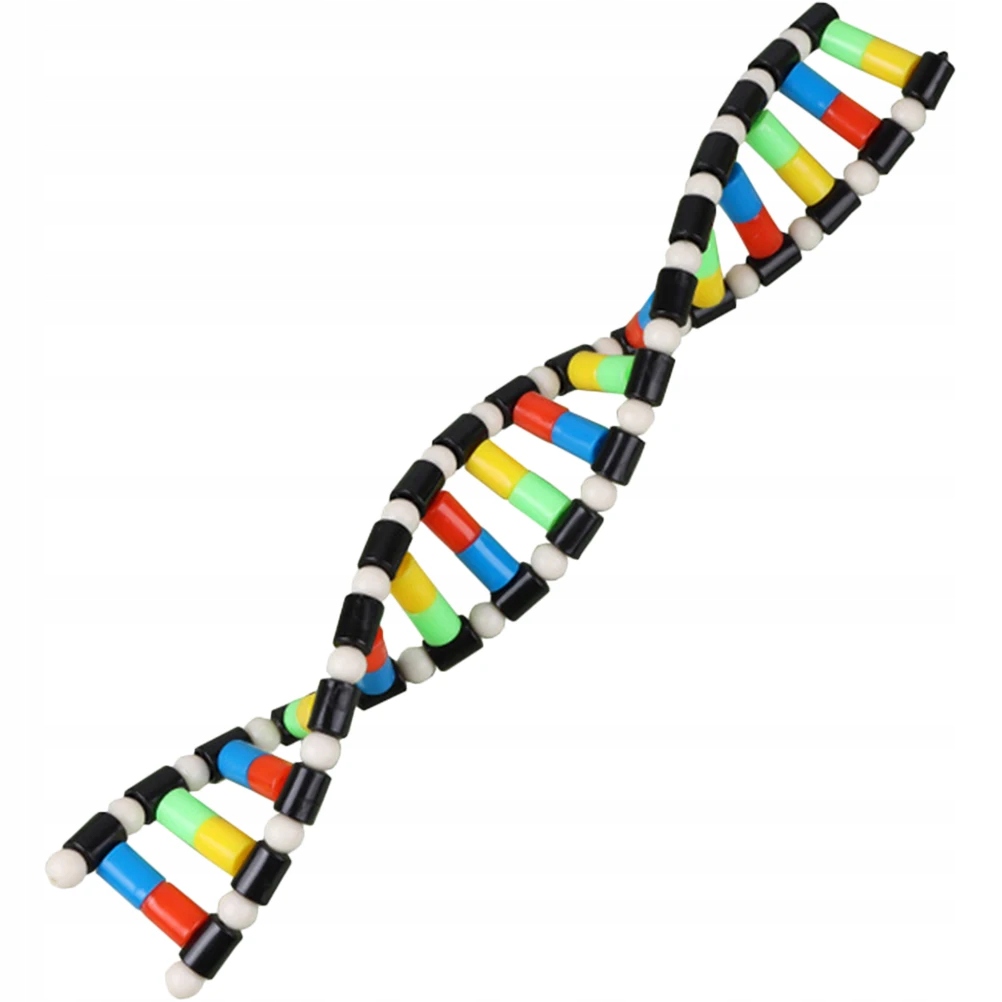 Pasuje do dzieci Double Helix DNA Model Strand