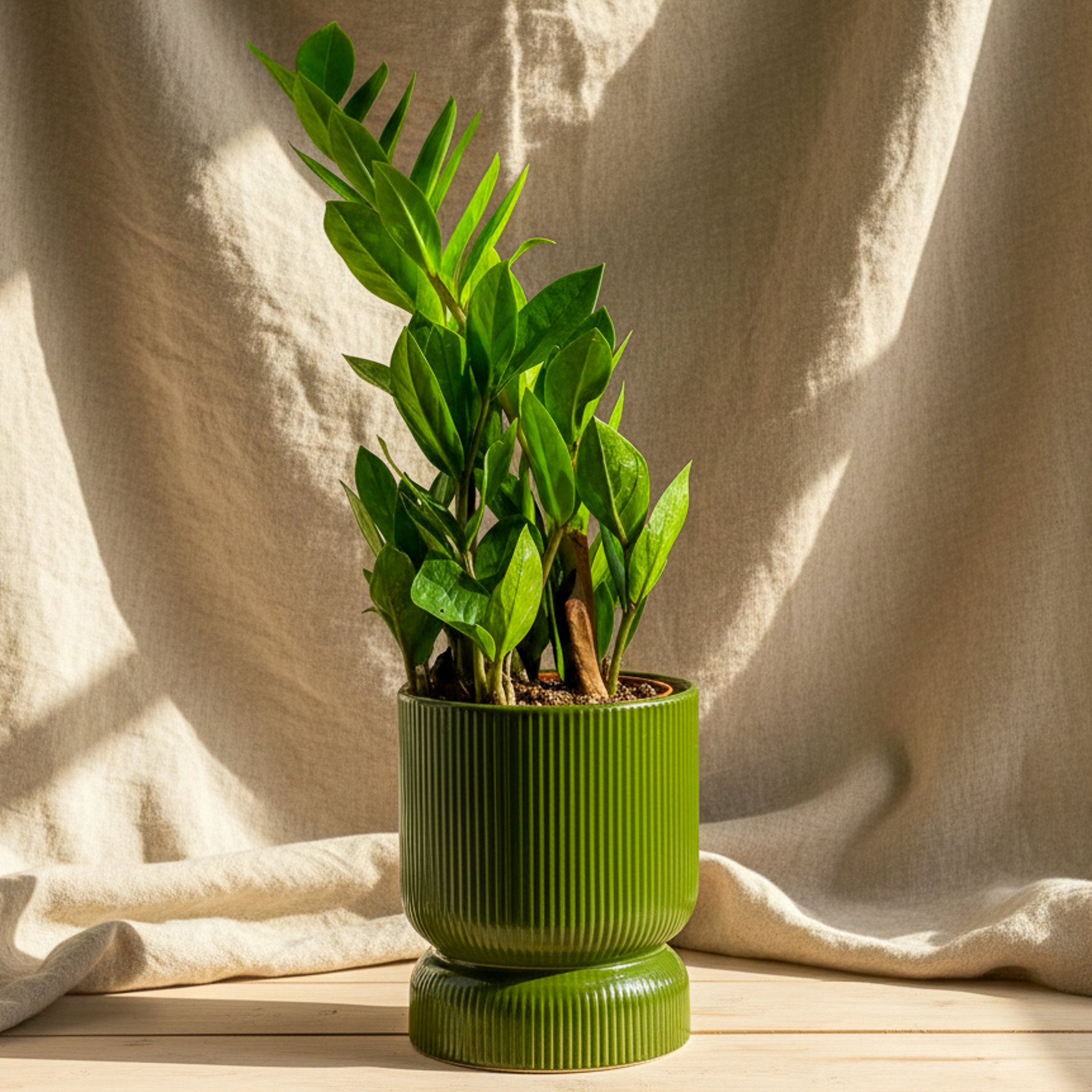 Zamioculcas Zamiokulkas zamiifolia ROŚNIE WSZĘDZIE IDEALNY NA PREZENT