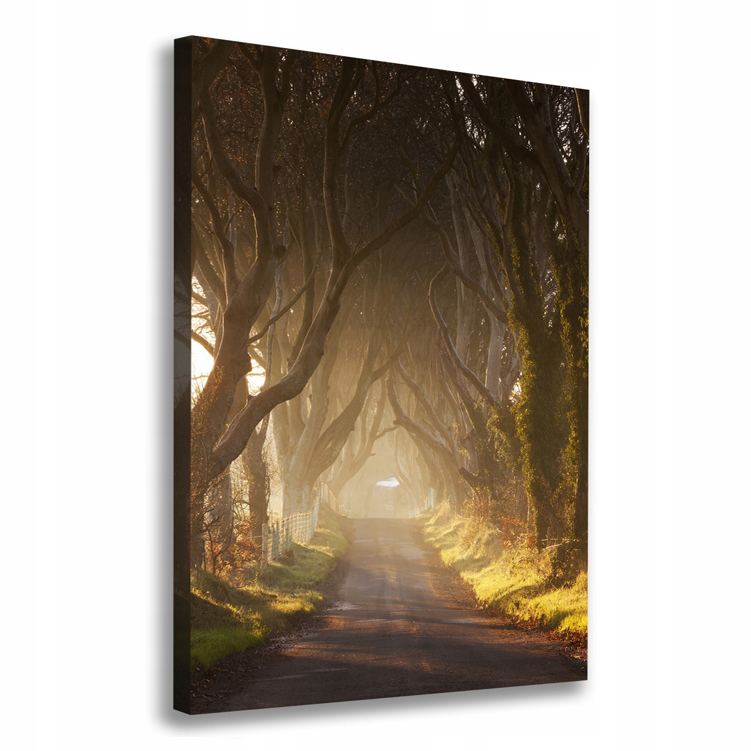 

Foto obraz na płótnie Ścieżka w lesie 70x100 cm