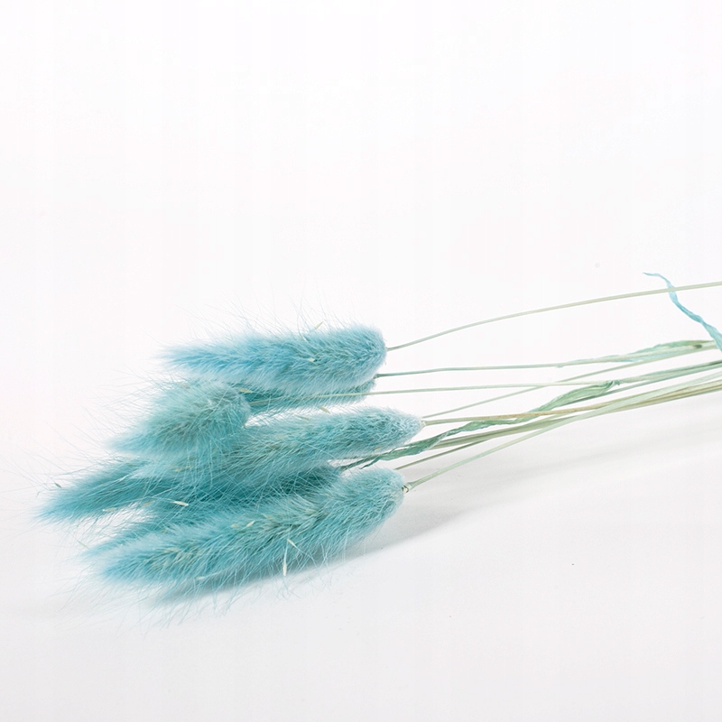 Dmuszek jajowaty - błękitny lagurus suszki