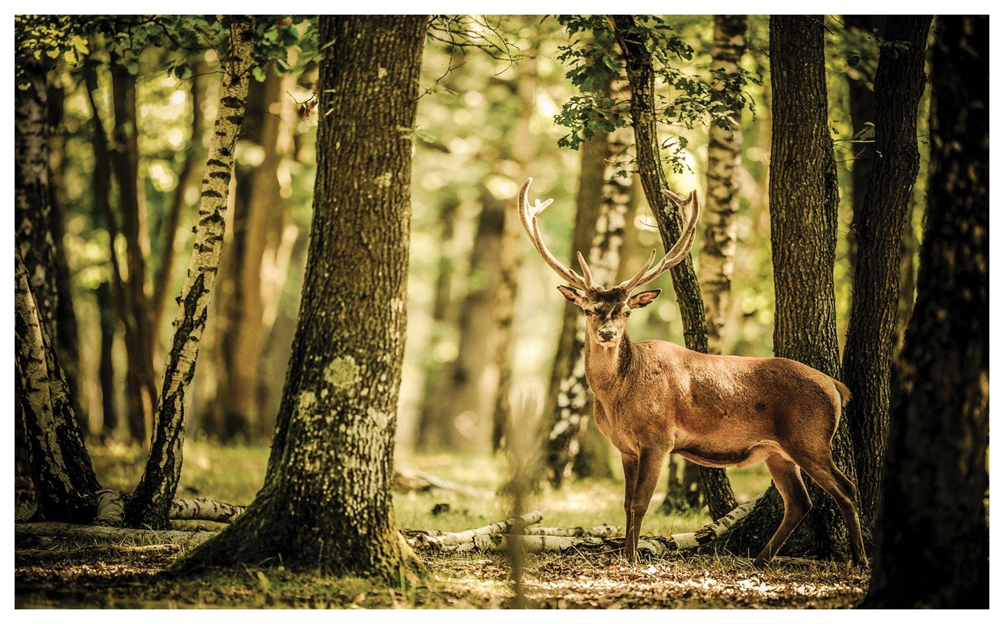Fototapeta flizelina Jelen v lesní scenérii sluneční paprsky 350x250 lepidlo
