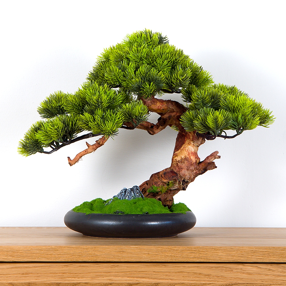Pokojová dekorativní bonsai borovice, výška 37 cm (PN-71)