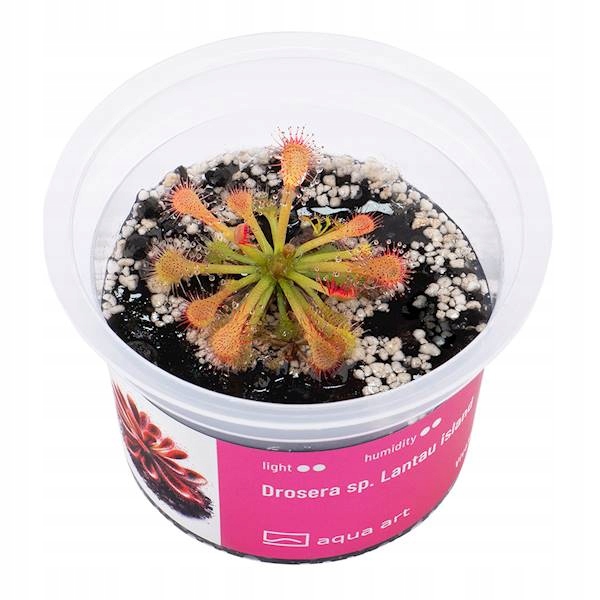Drosera SP. Lantau Island-террариум-чашка 6см